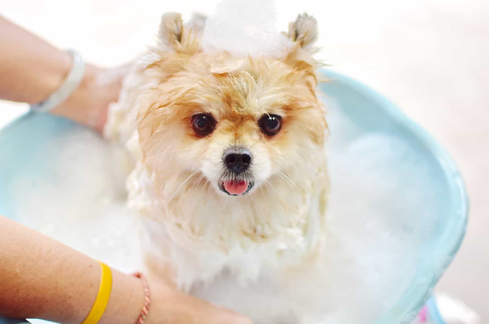 Pomeranian taking a bath