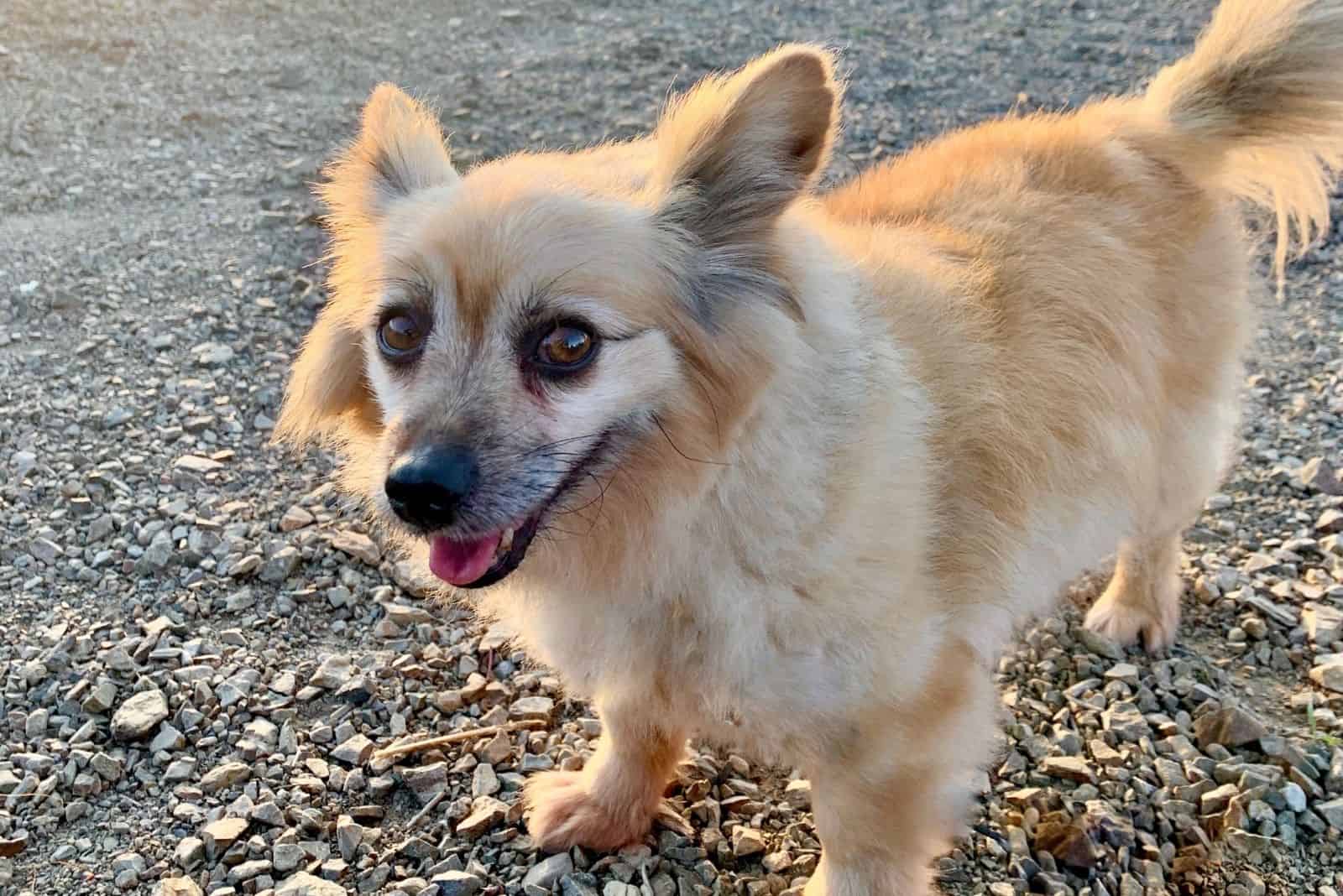 poms mix corgi looking at the camera standing on sandy ground