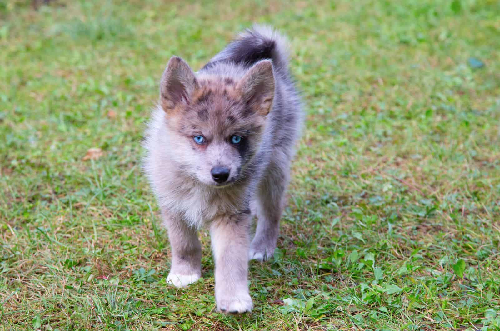 Pomsky