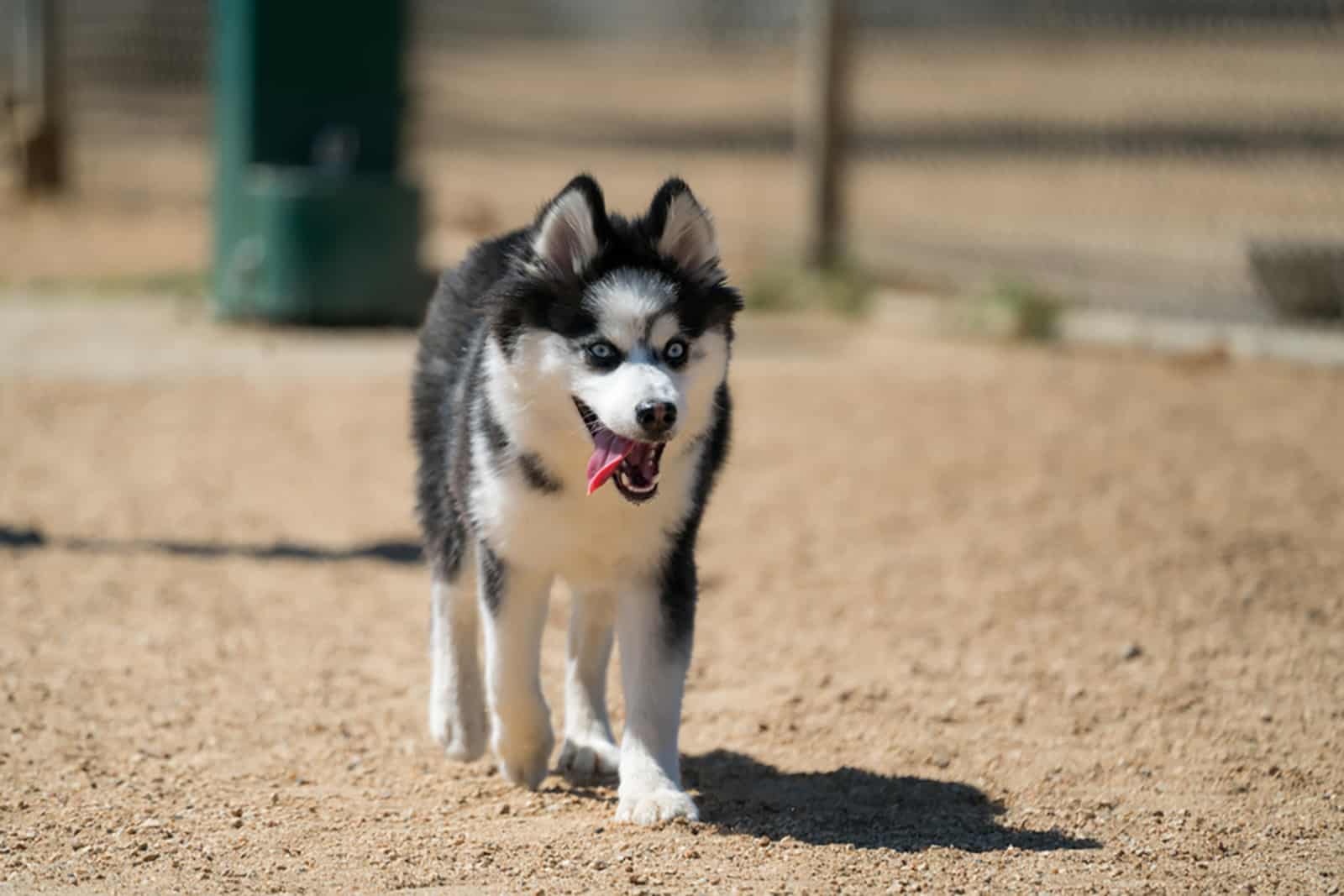 pomsky dog walking outdoors