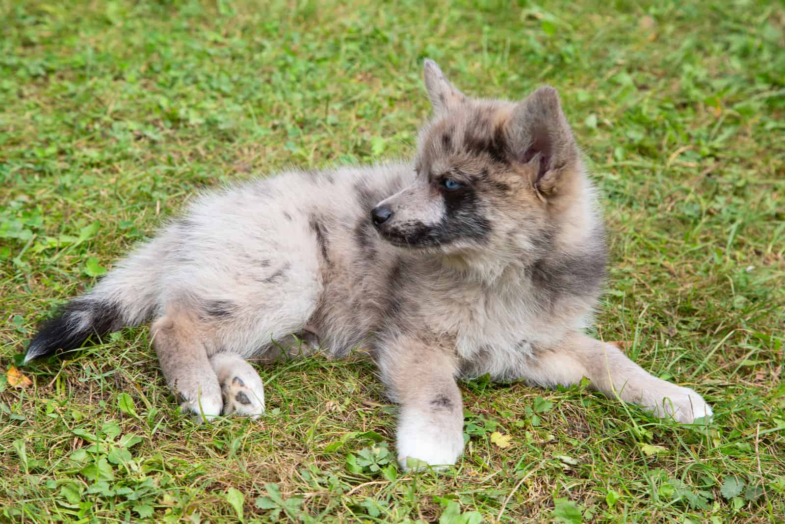 Pomsky dog lying on grass