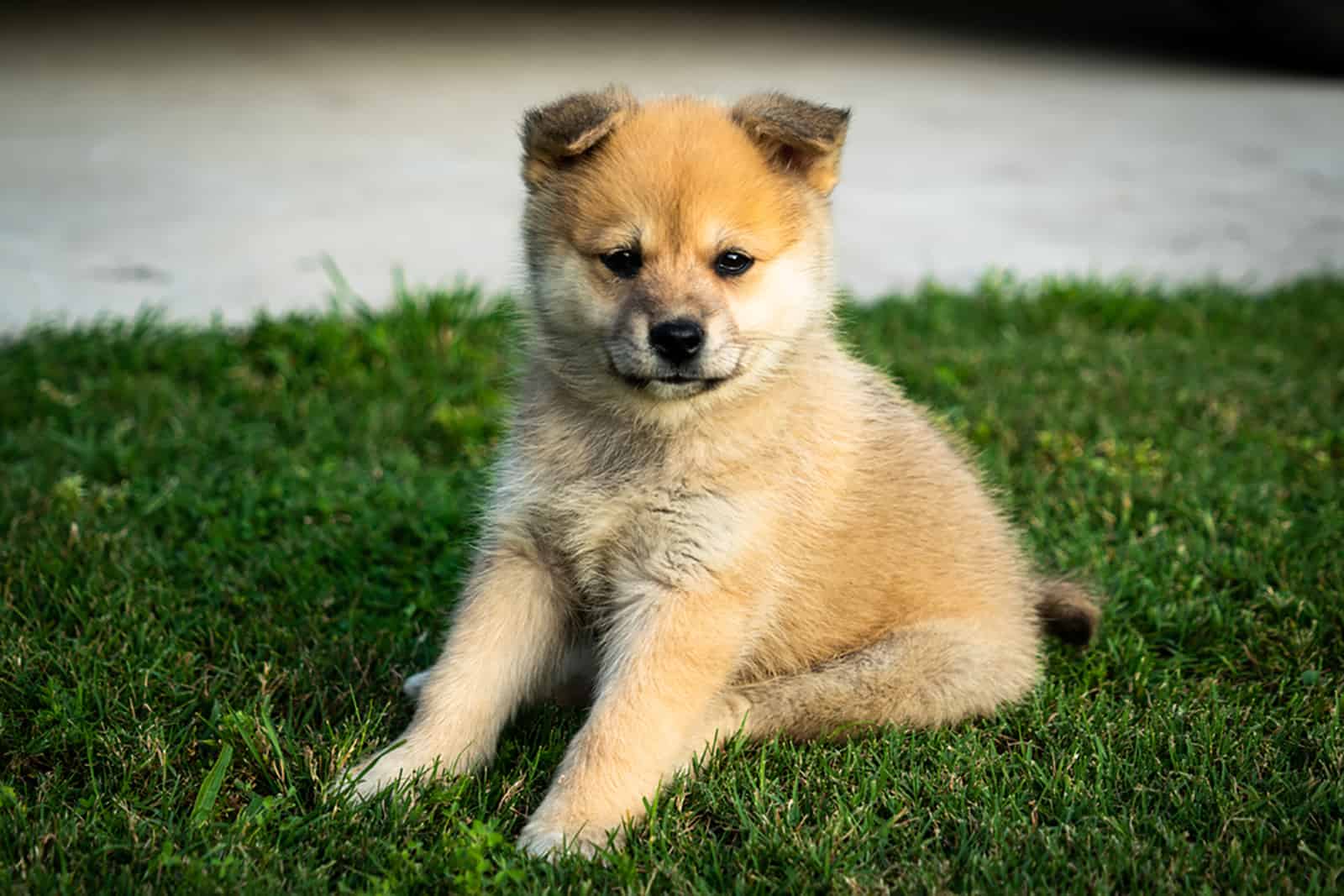 pomsky puppy dog sitting in the garden