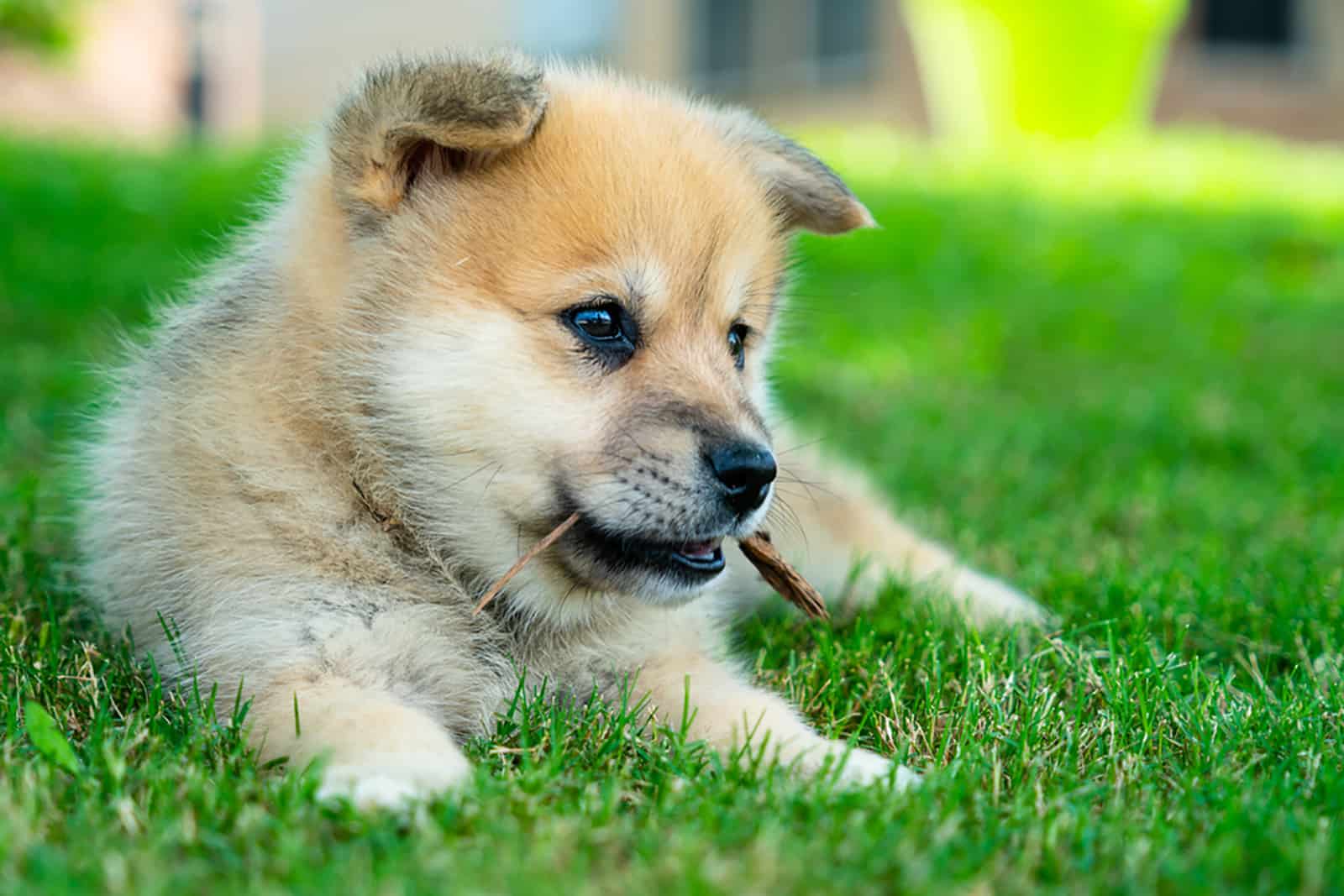 pomsky puppy playing in the garden