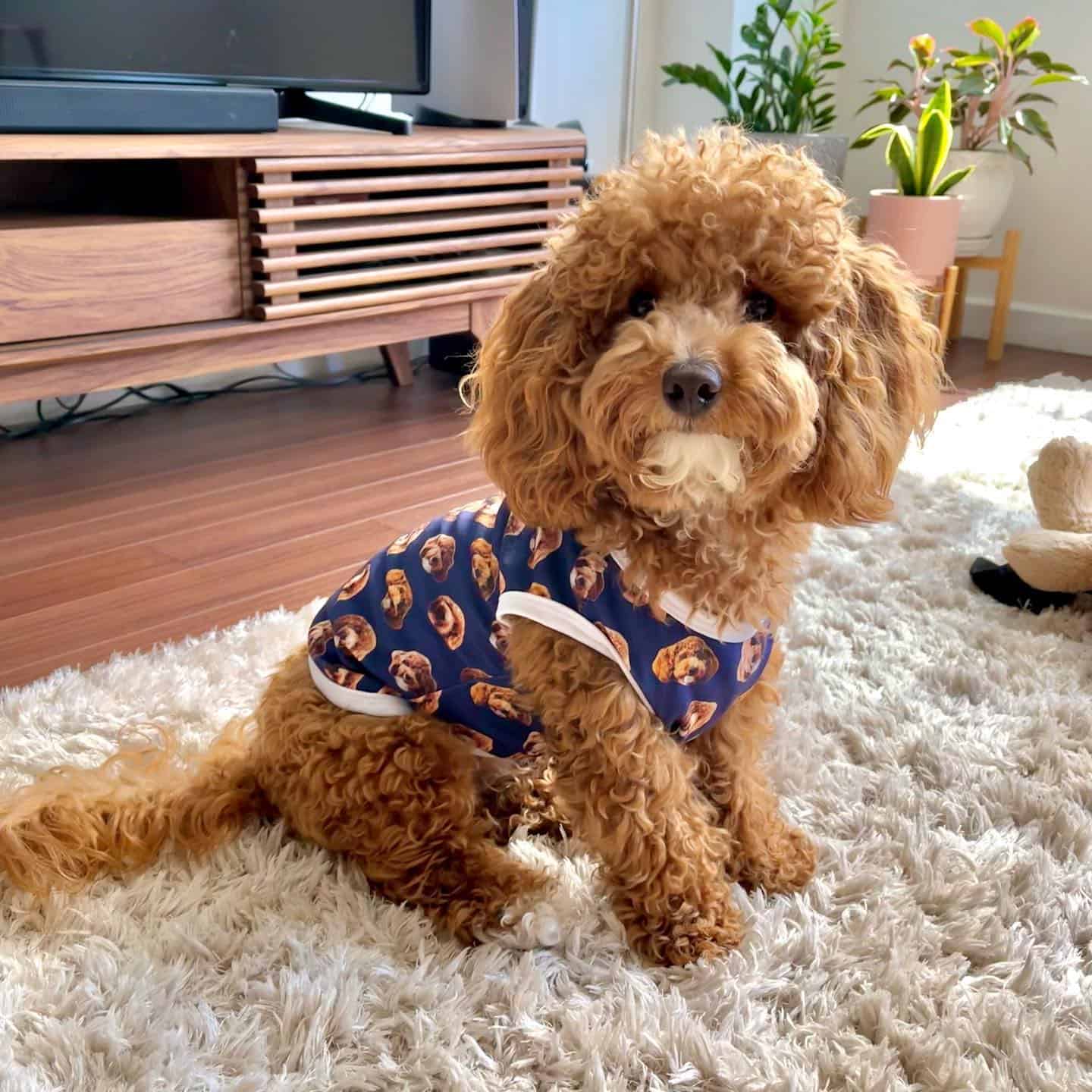 poochon puppy in the living room