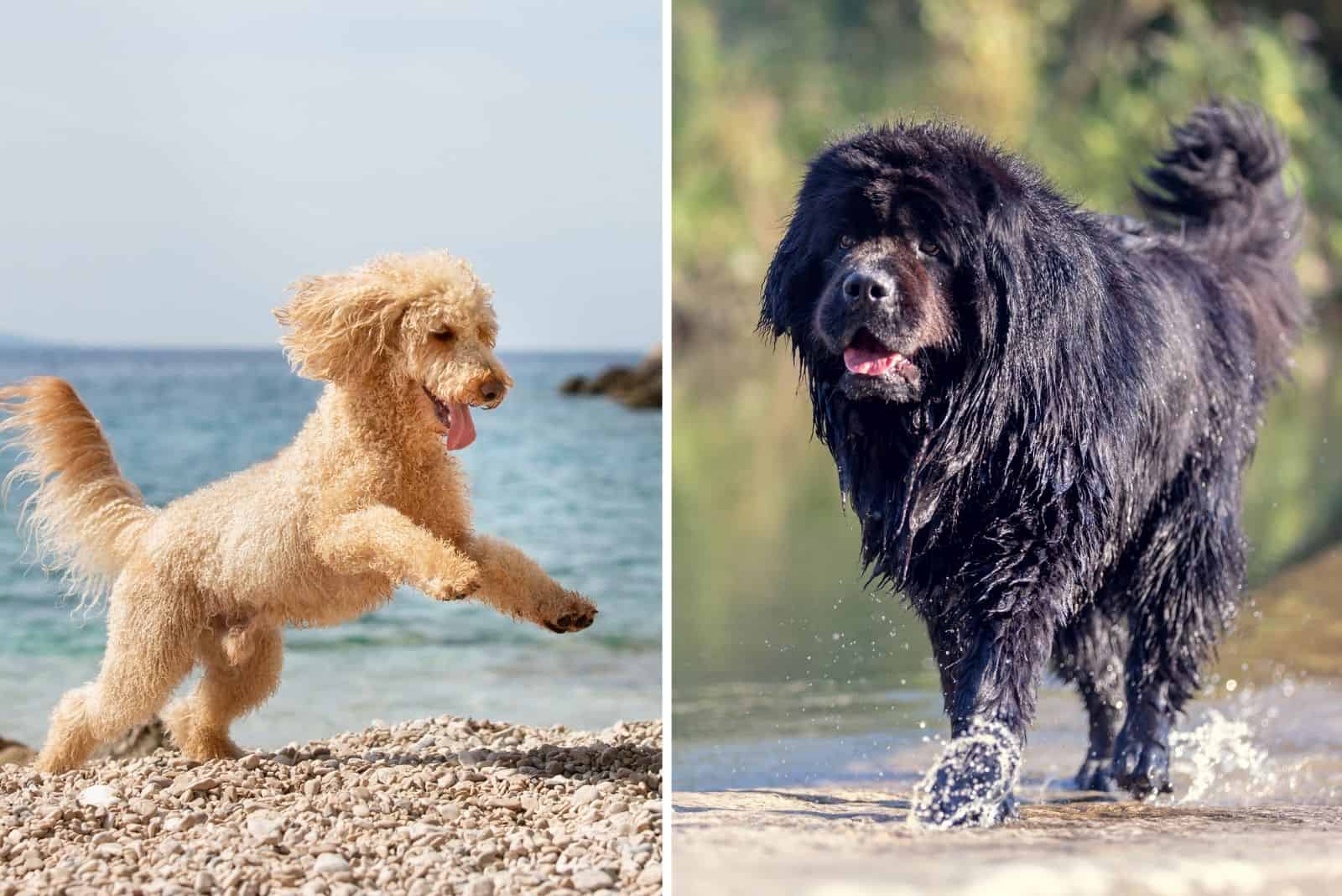 poodle and newfoundland dog