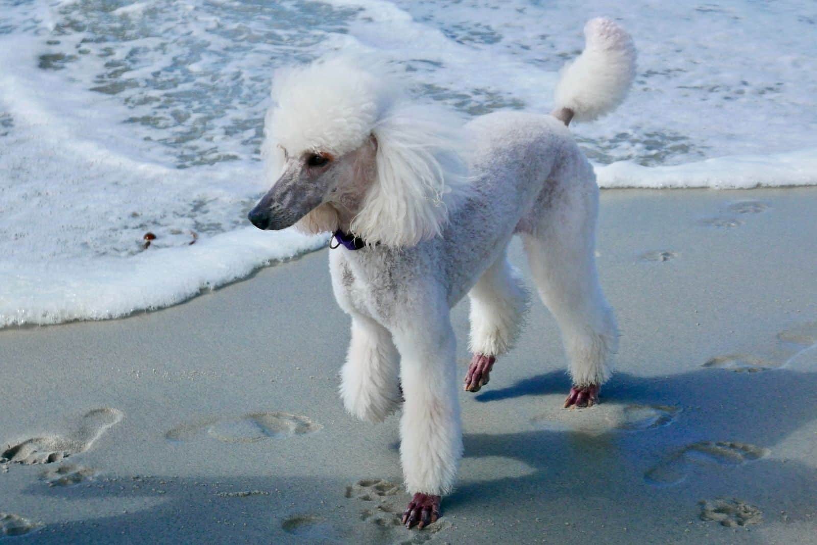 poodle beach day strolling around