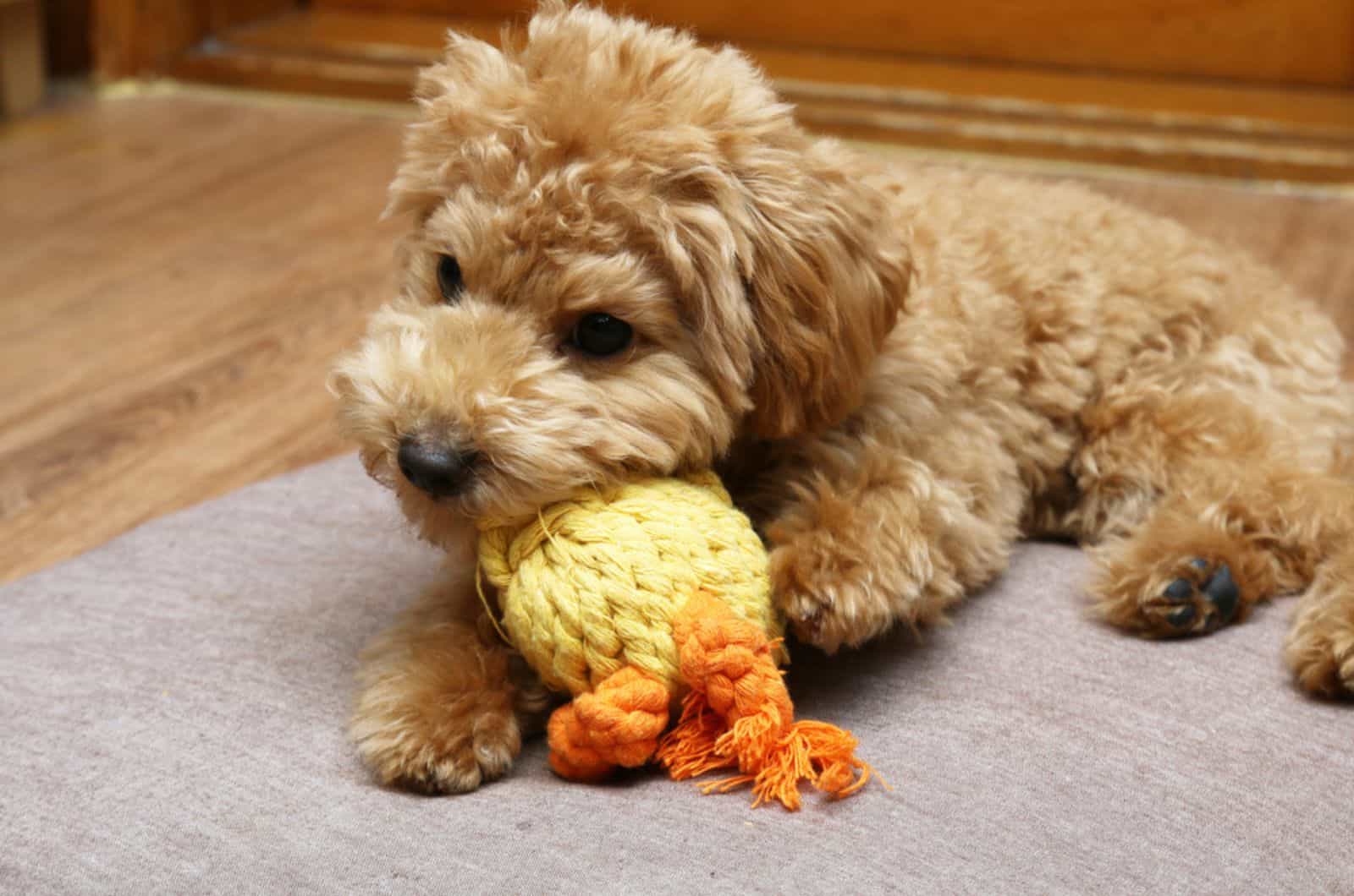 poodle chewing a toy in the house