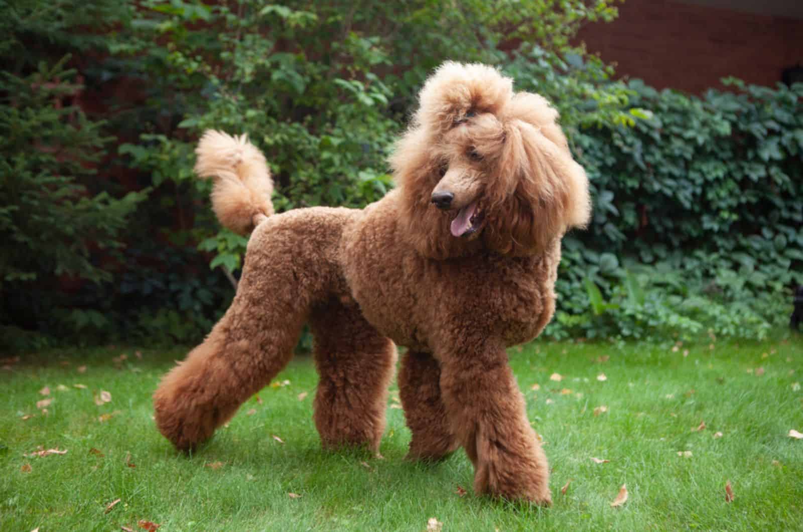 poodle dog in the park