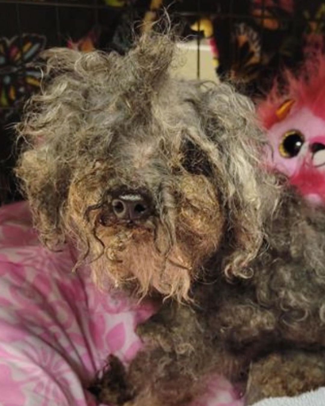 poodle in a very bad condition