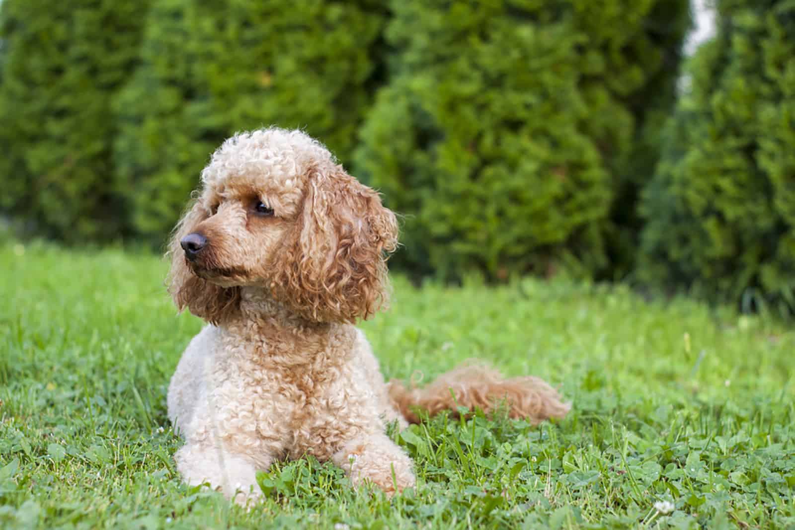 poodle lying on the grass in the park