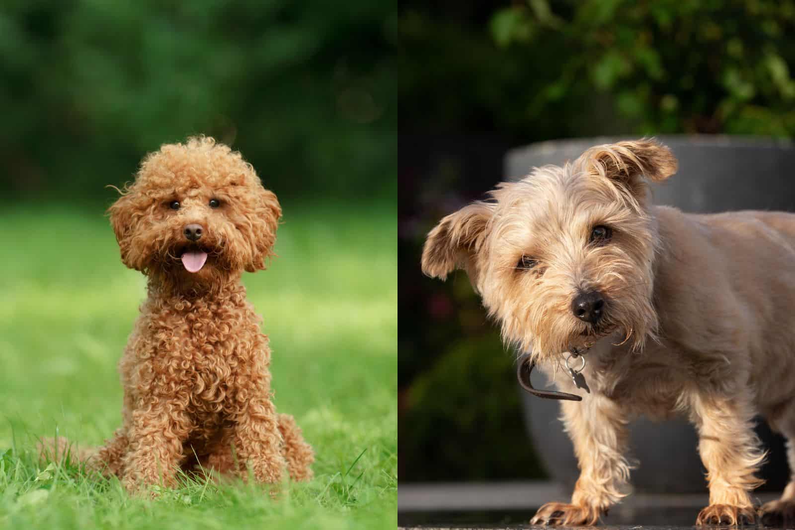 Poodle and Norfolk Terrier