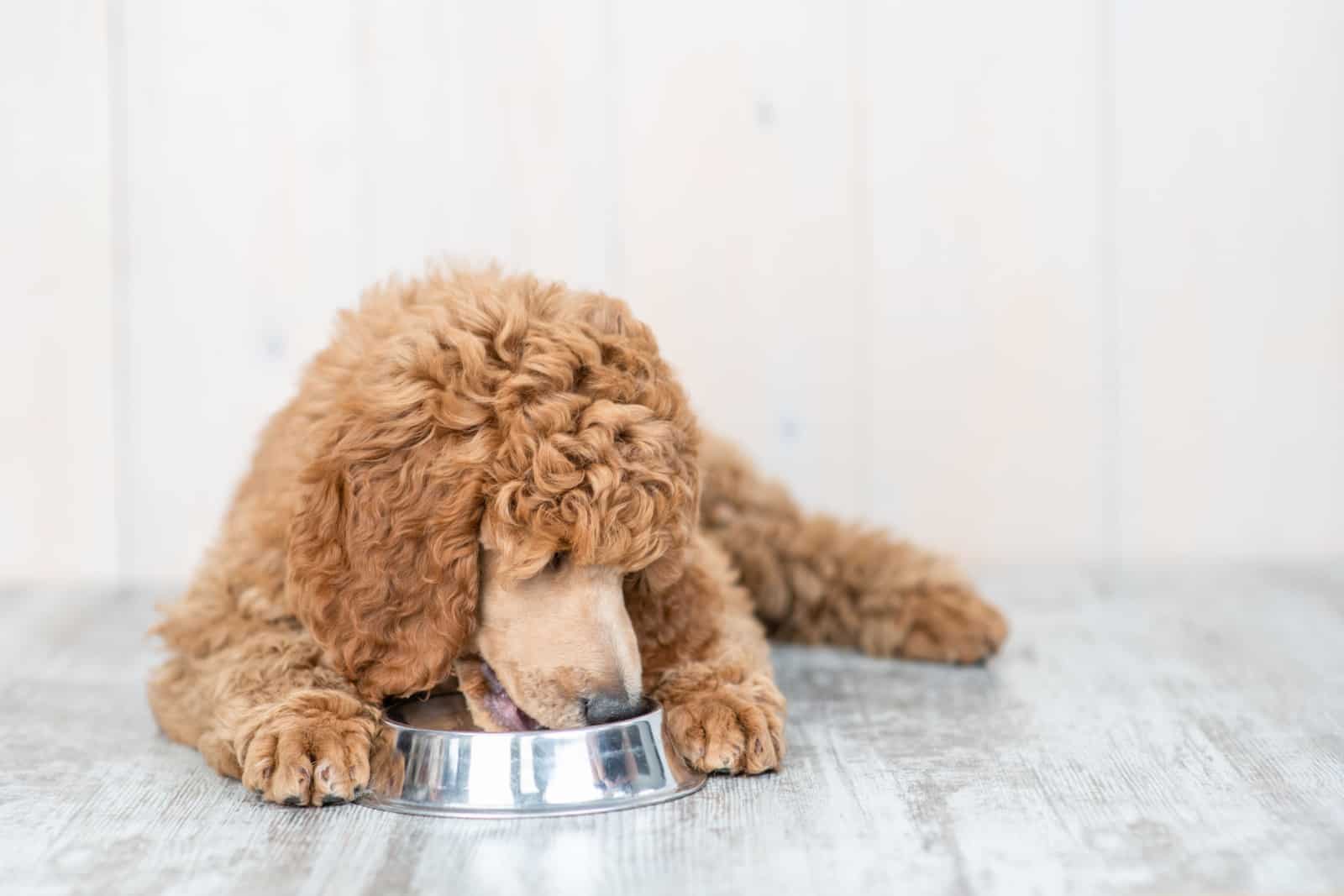 Poodle puppy eating food from dish at home