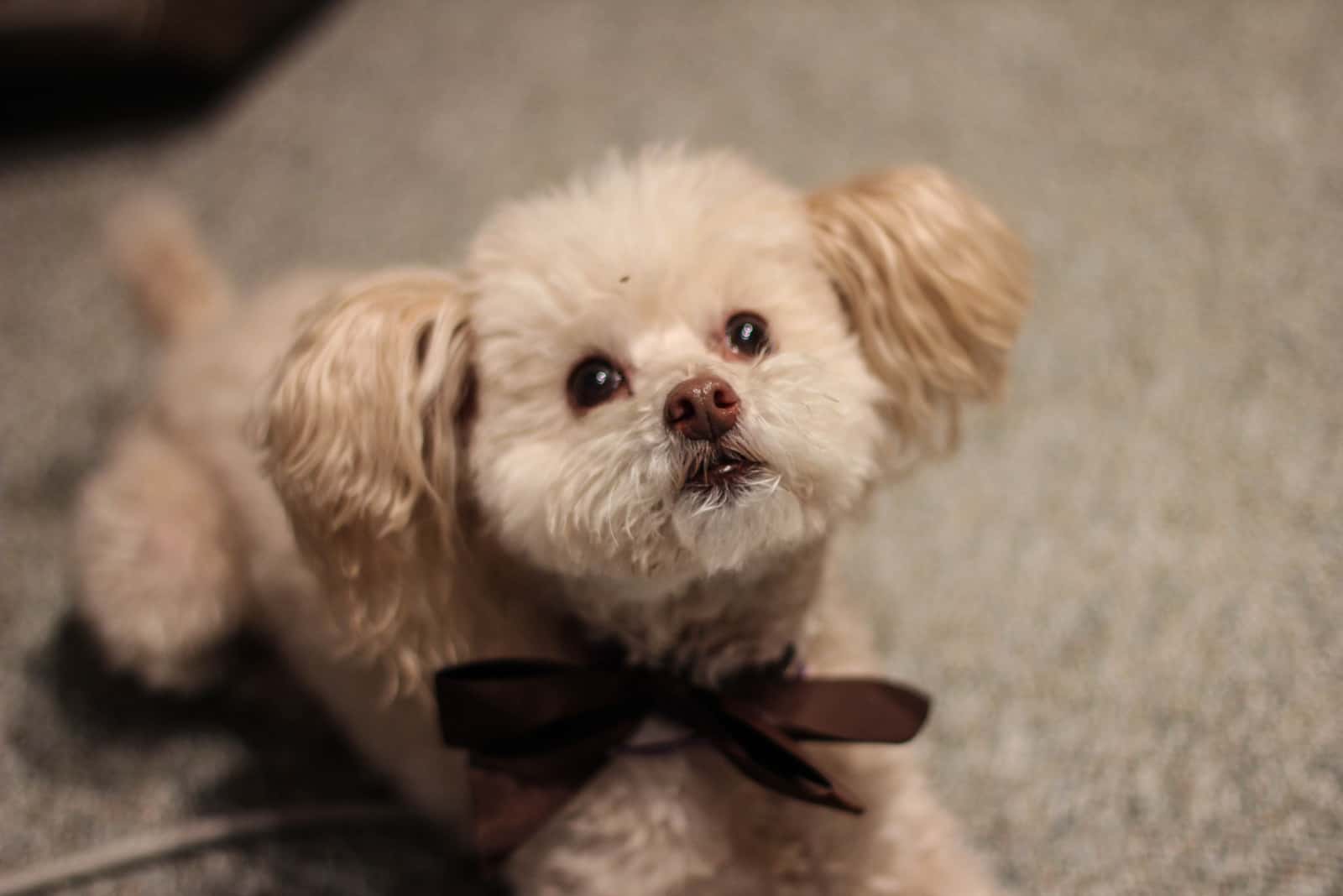 poodle with Cupcake Cut