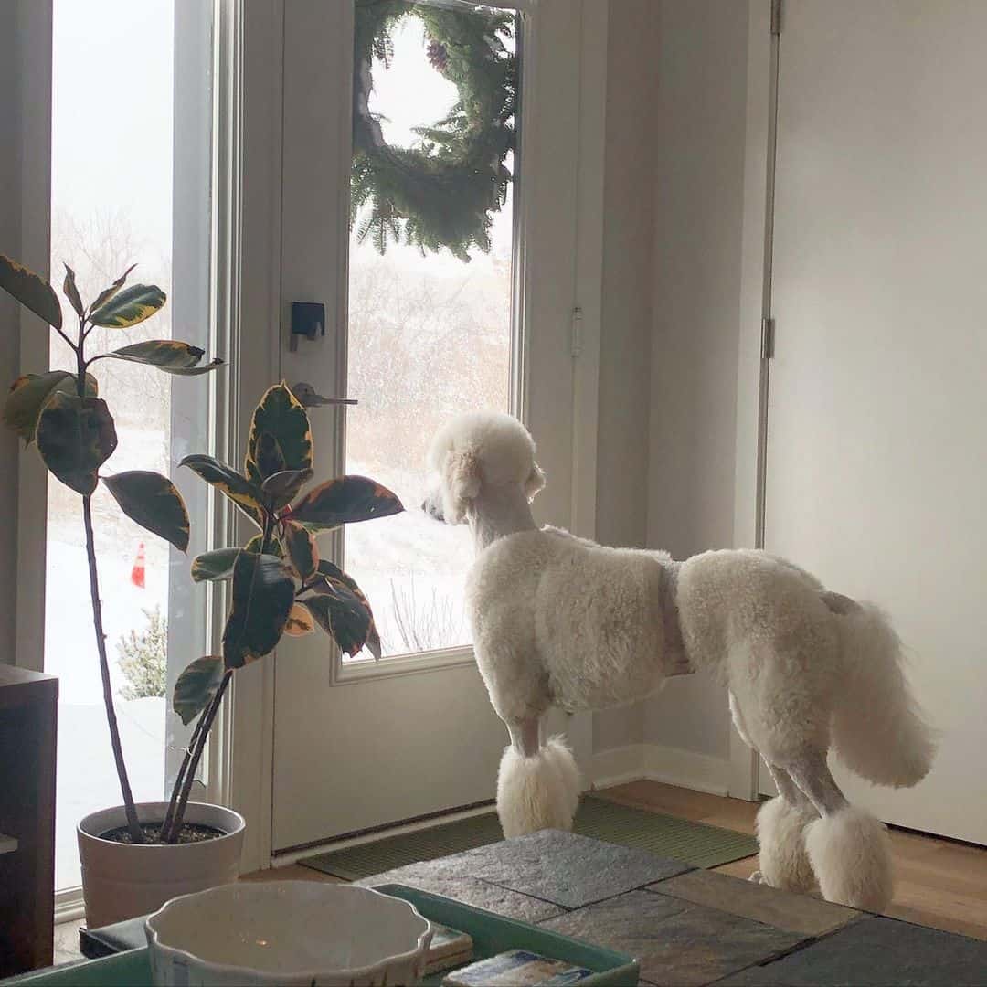 poodle with Dutch cut