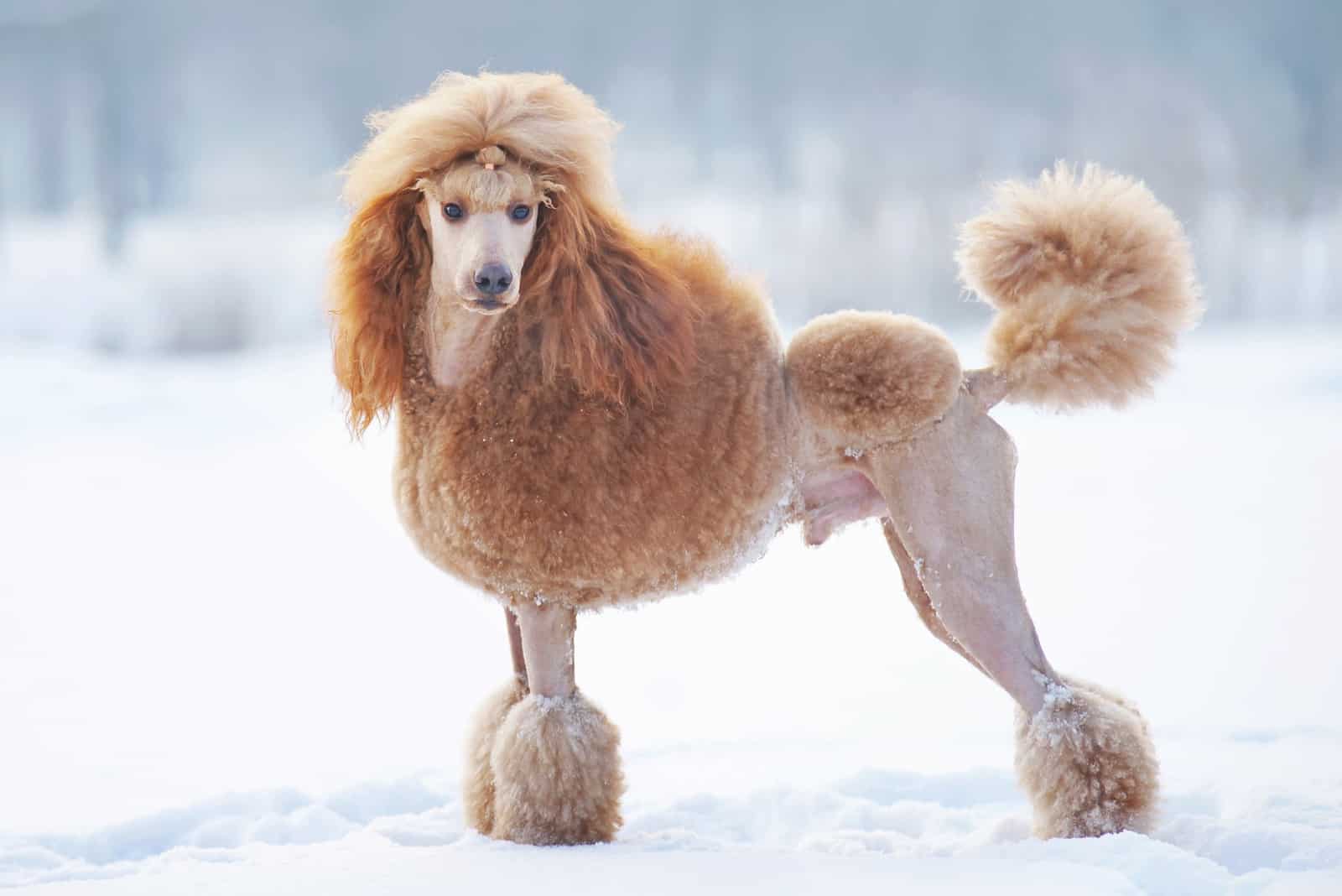 poodle with Lion Cut