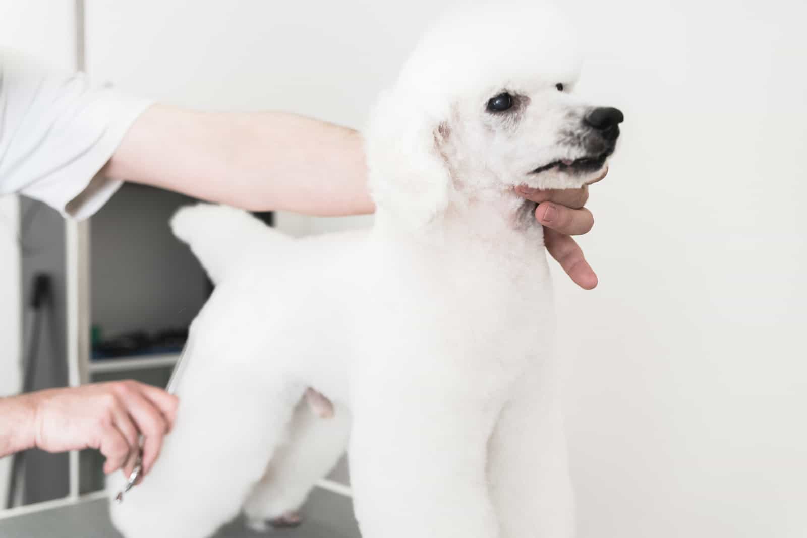 poodle with Sporting Cut