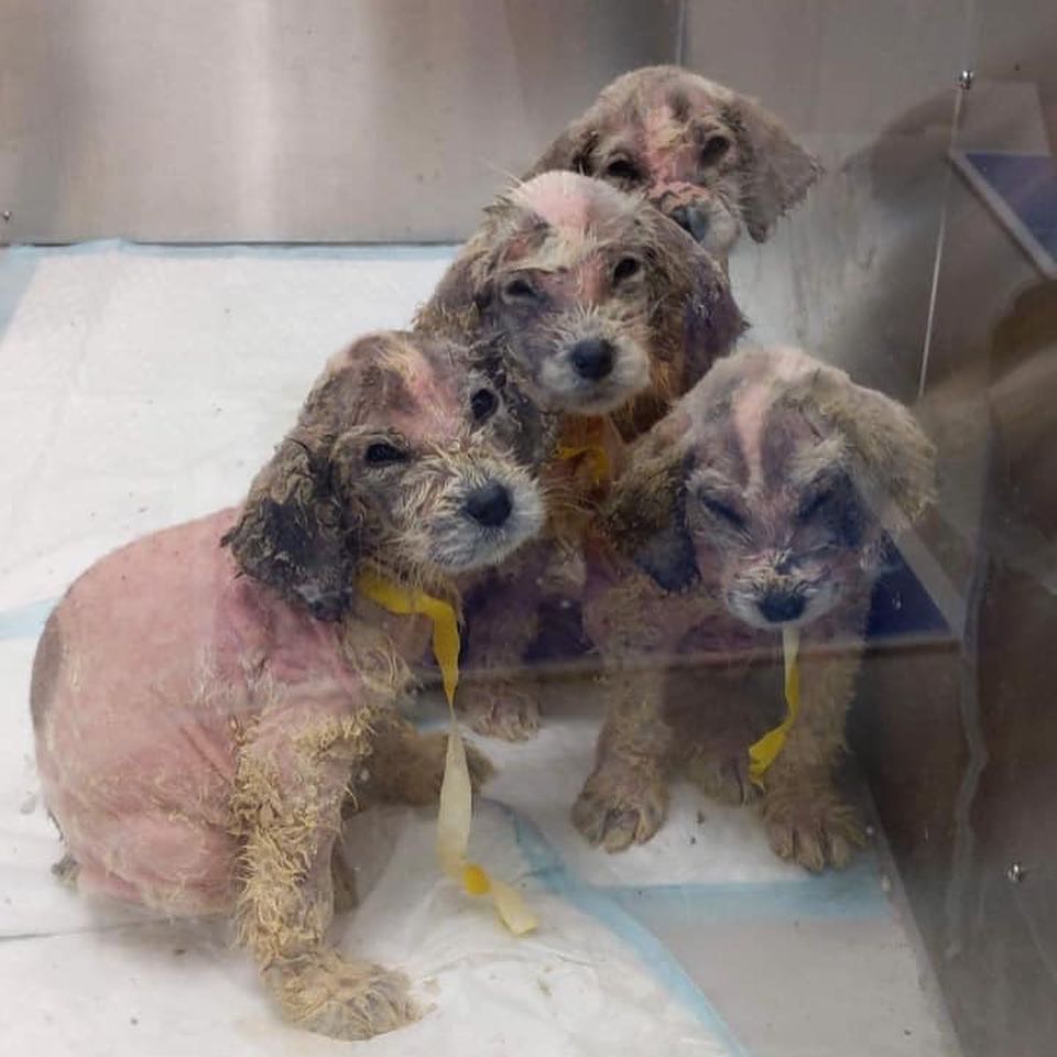 poor abandoned puppies