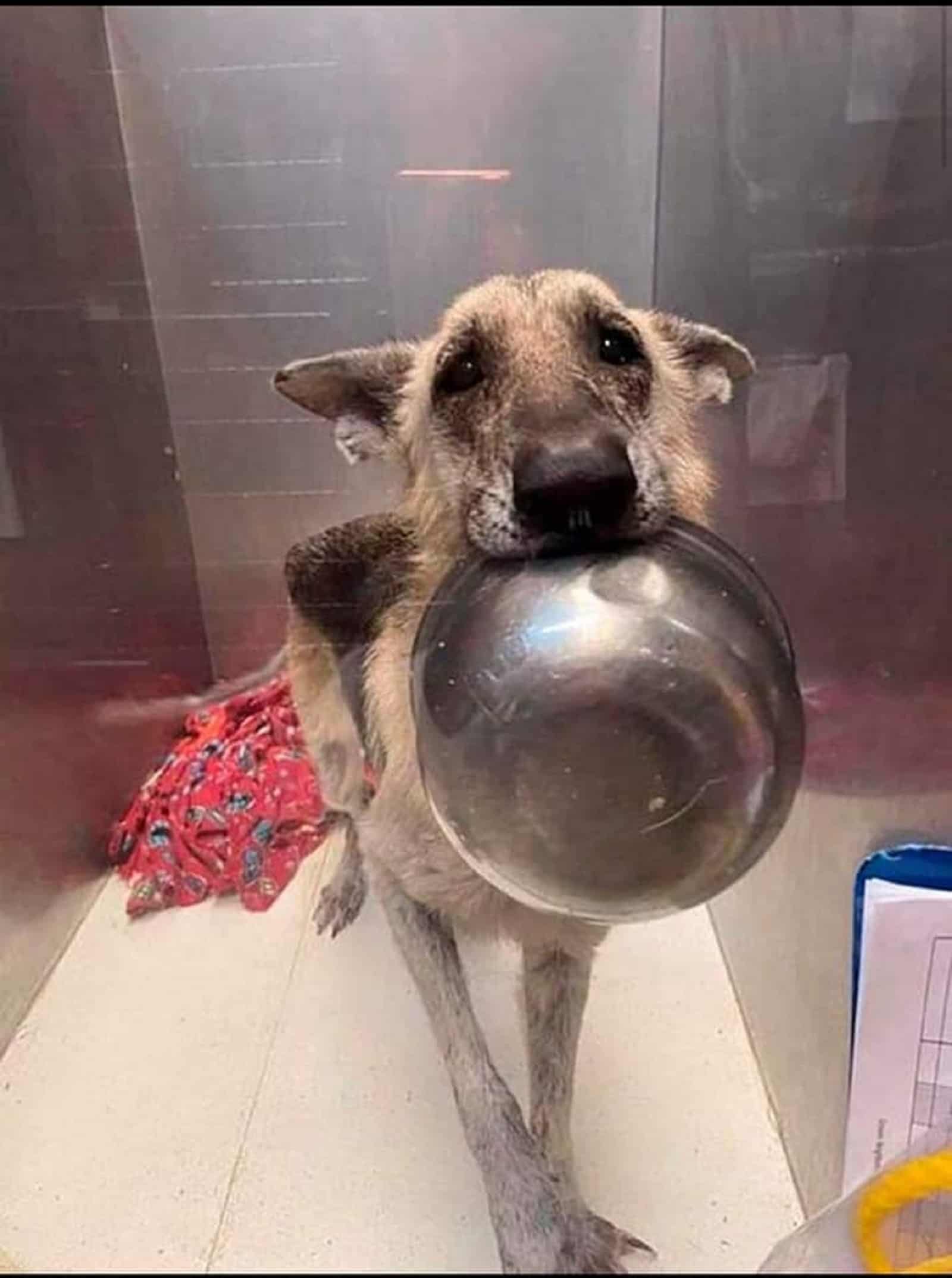 poor dog holding food bowl in his mouth in a shelter