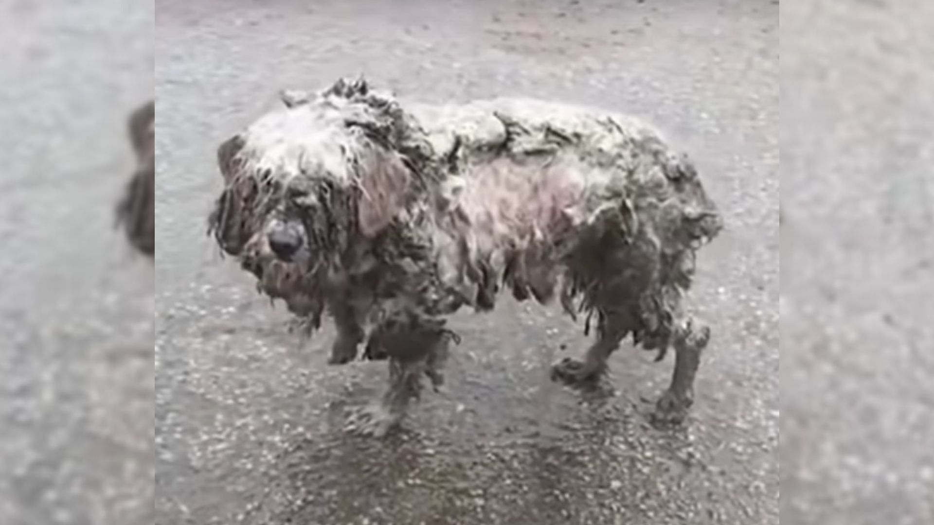 Shelter Staff Was Shocked To Discover An Adorable Pup Hiding Behind Clumps Of Matted Fur