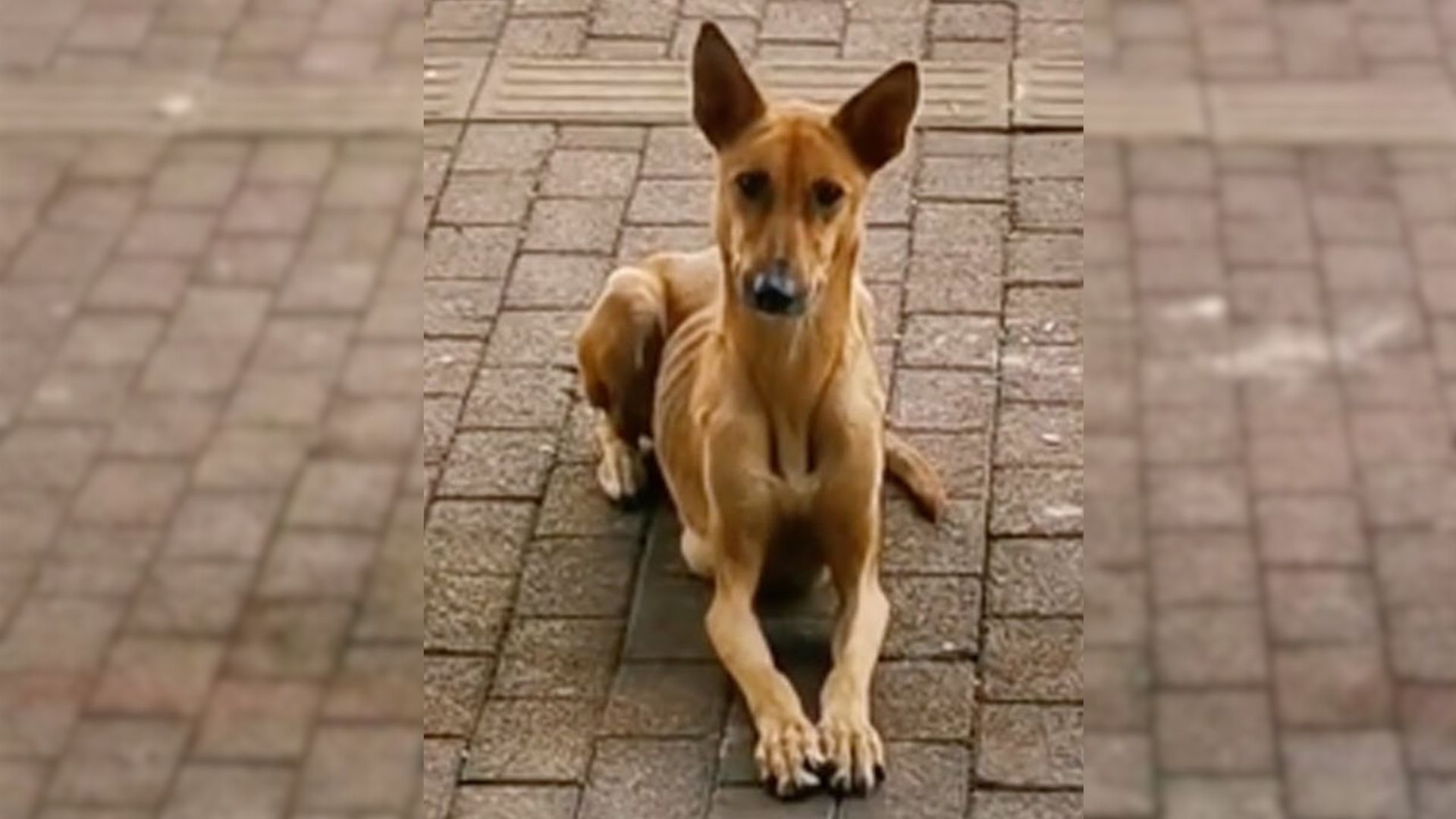 Mama Dog Begs For Food In Front Of A Restaurant To Feed Her Puppies And Then Somebody Decided To Help