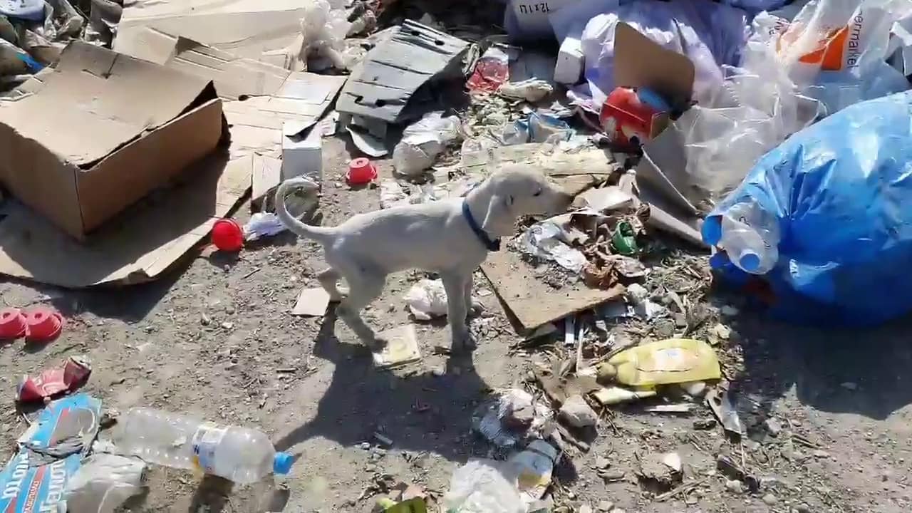 poor puppy walking through garbage