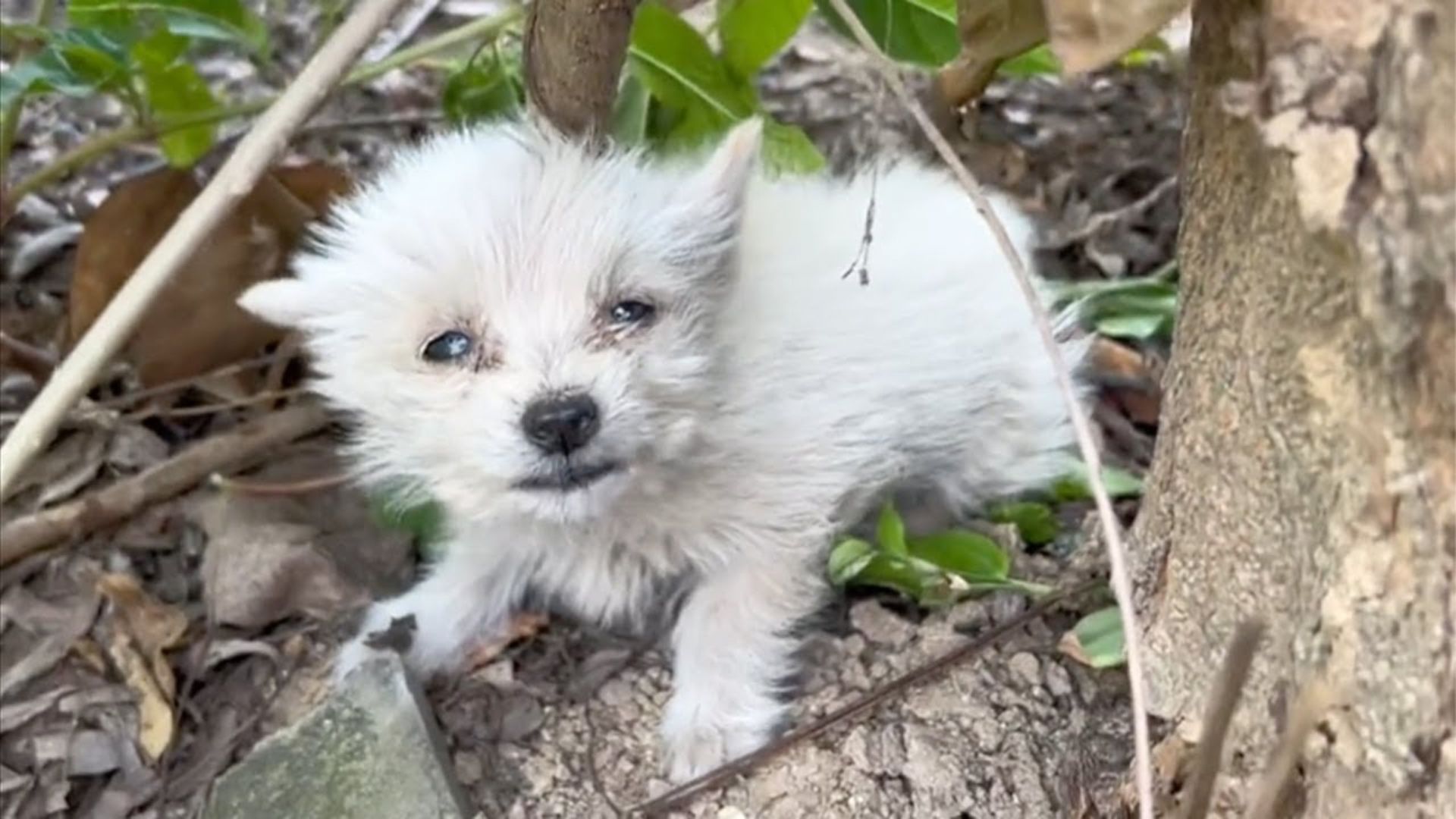 Poor Puppy Was Crying Out Of Despair All Alone Until Good People Saved Him