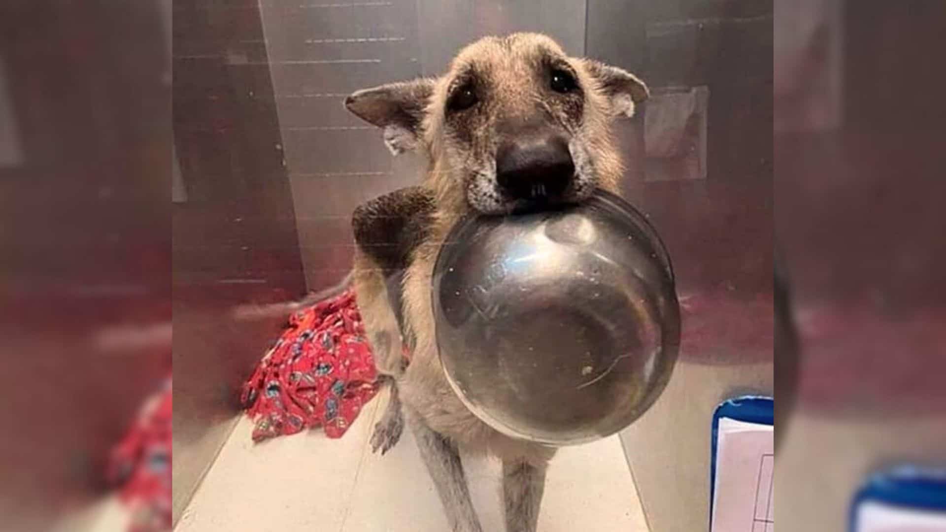 This Shelter Girl Holds Her Food Bowl Seeking Attention From Staff Members