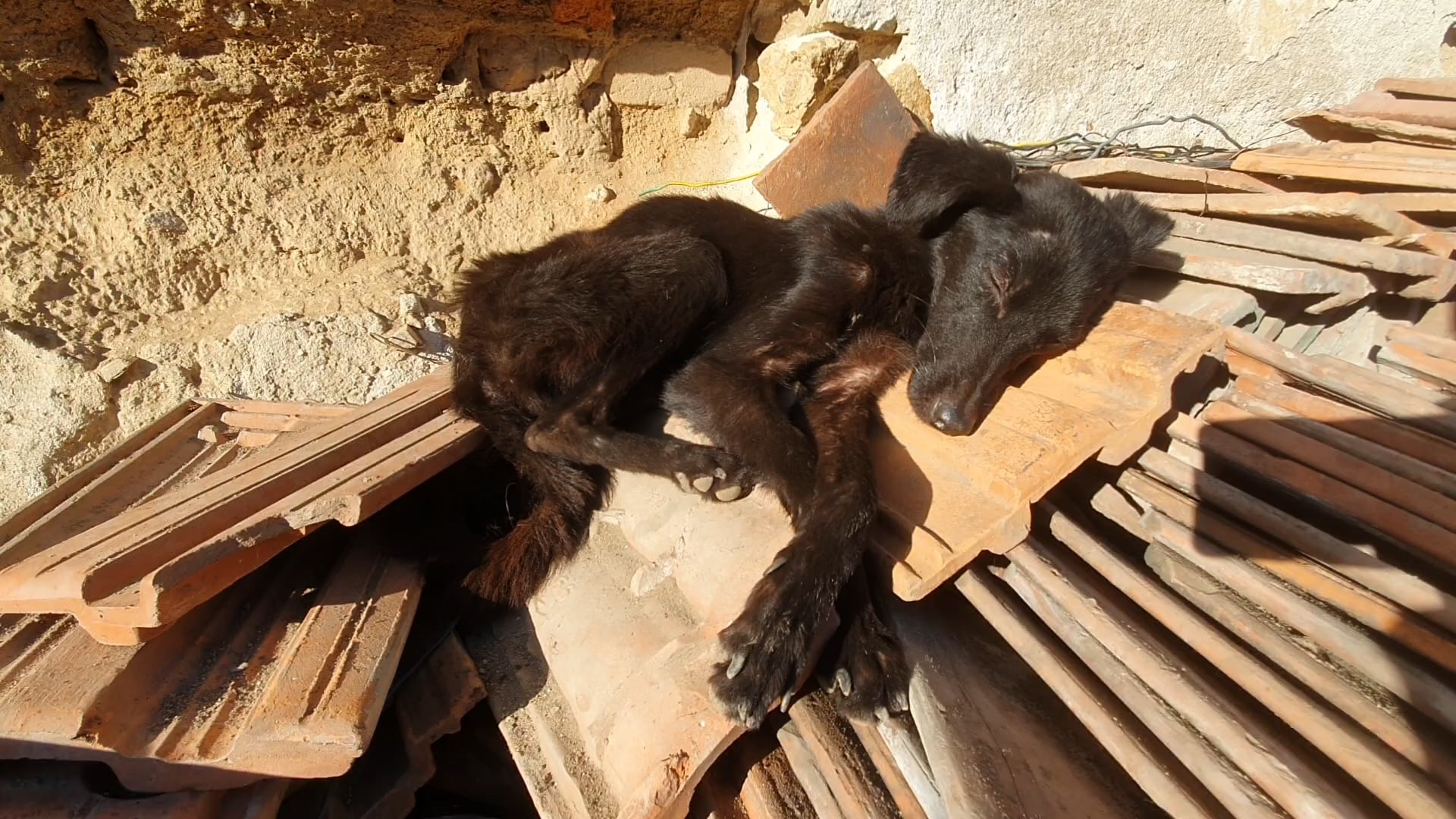 poor starving puppy