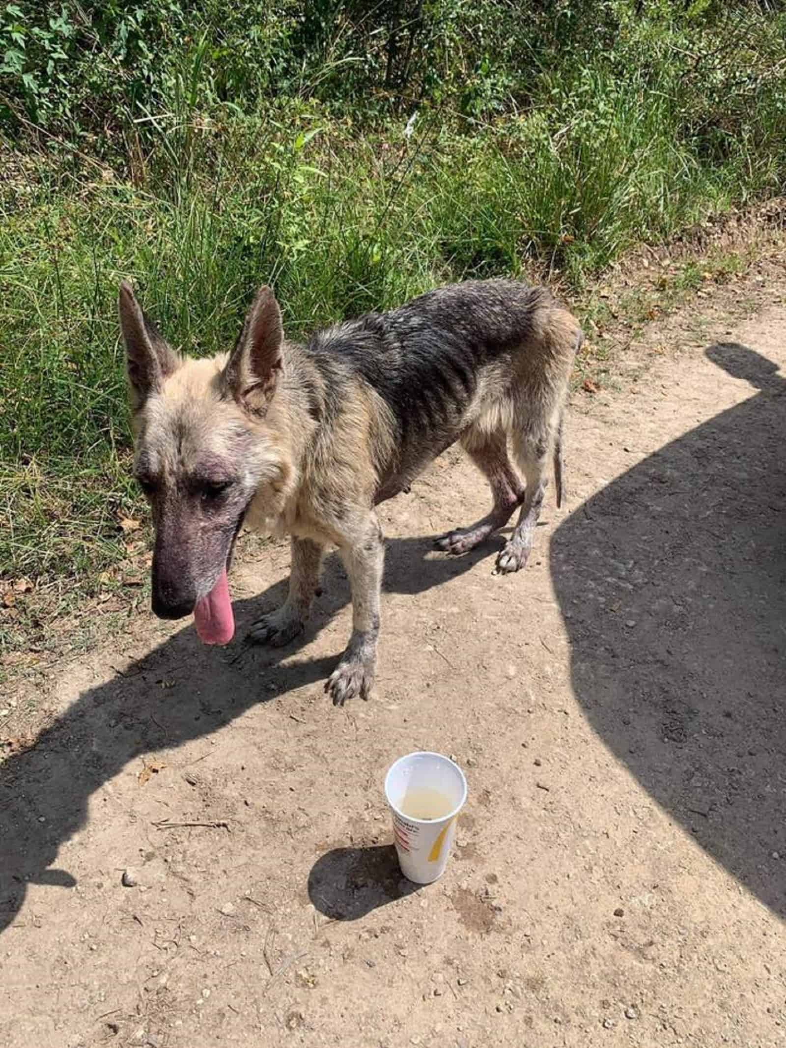 poor stray dog standing on the road