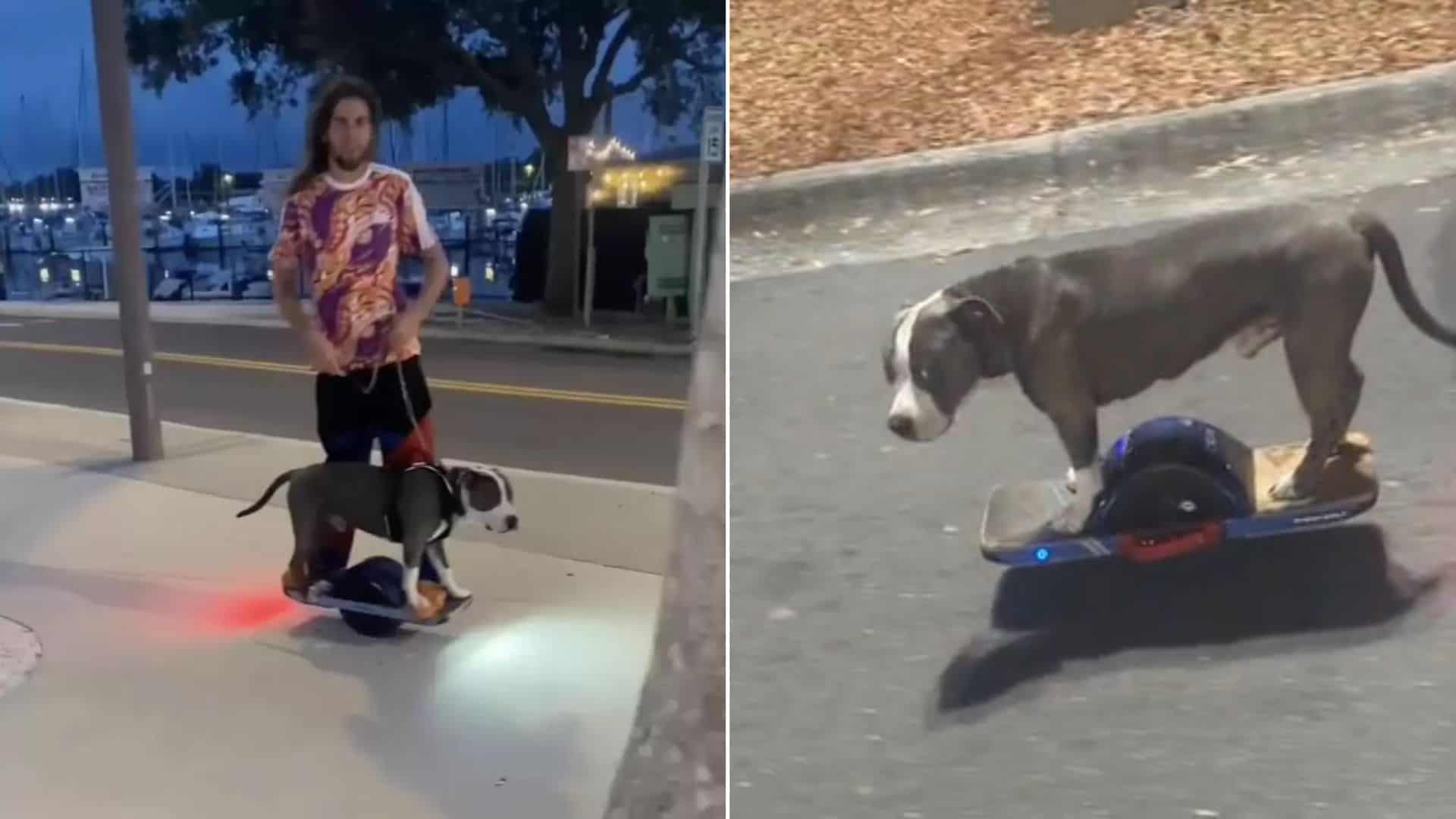 Poor Stray Pooch Becomes A Onewheel Doggo Superstar