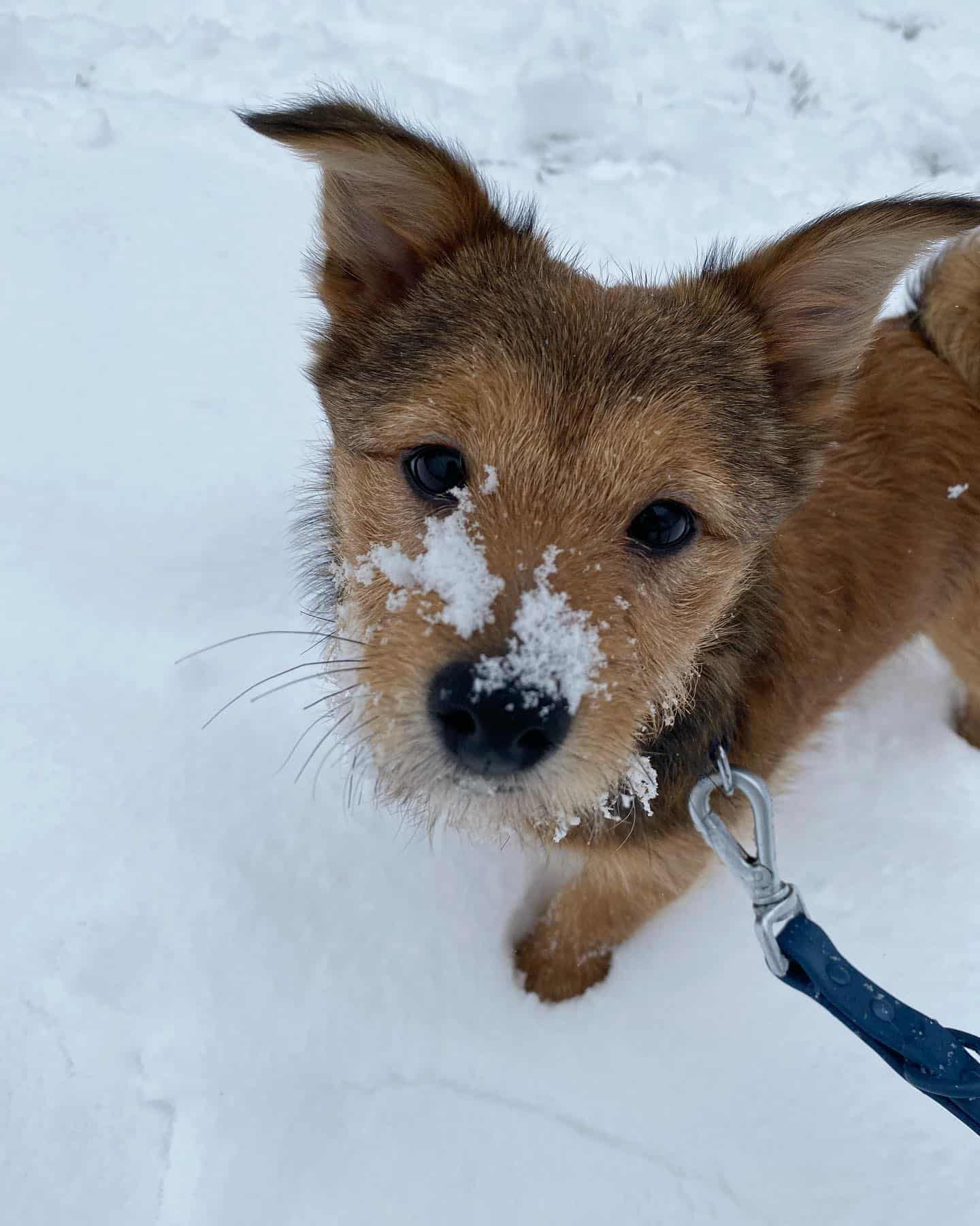 pooshi dog with snow on his nose