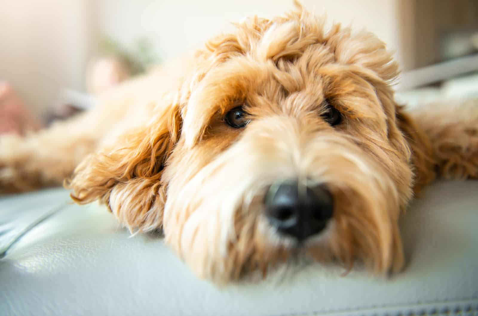 portrait dog lying on couch