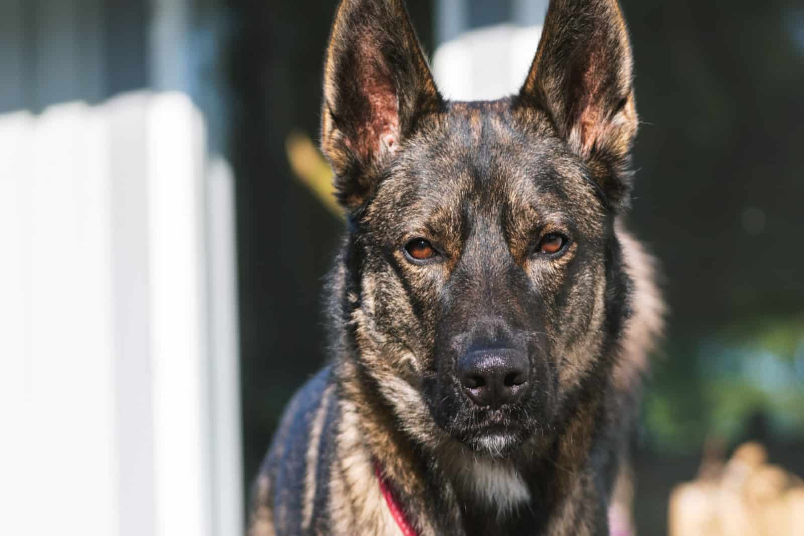 portrait of a beautiful Belgian Malinois German Shepherd Mix dog