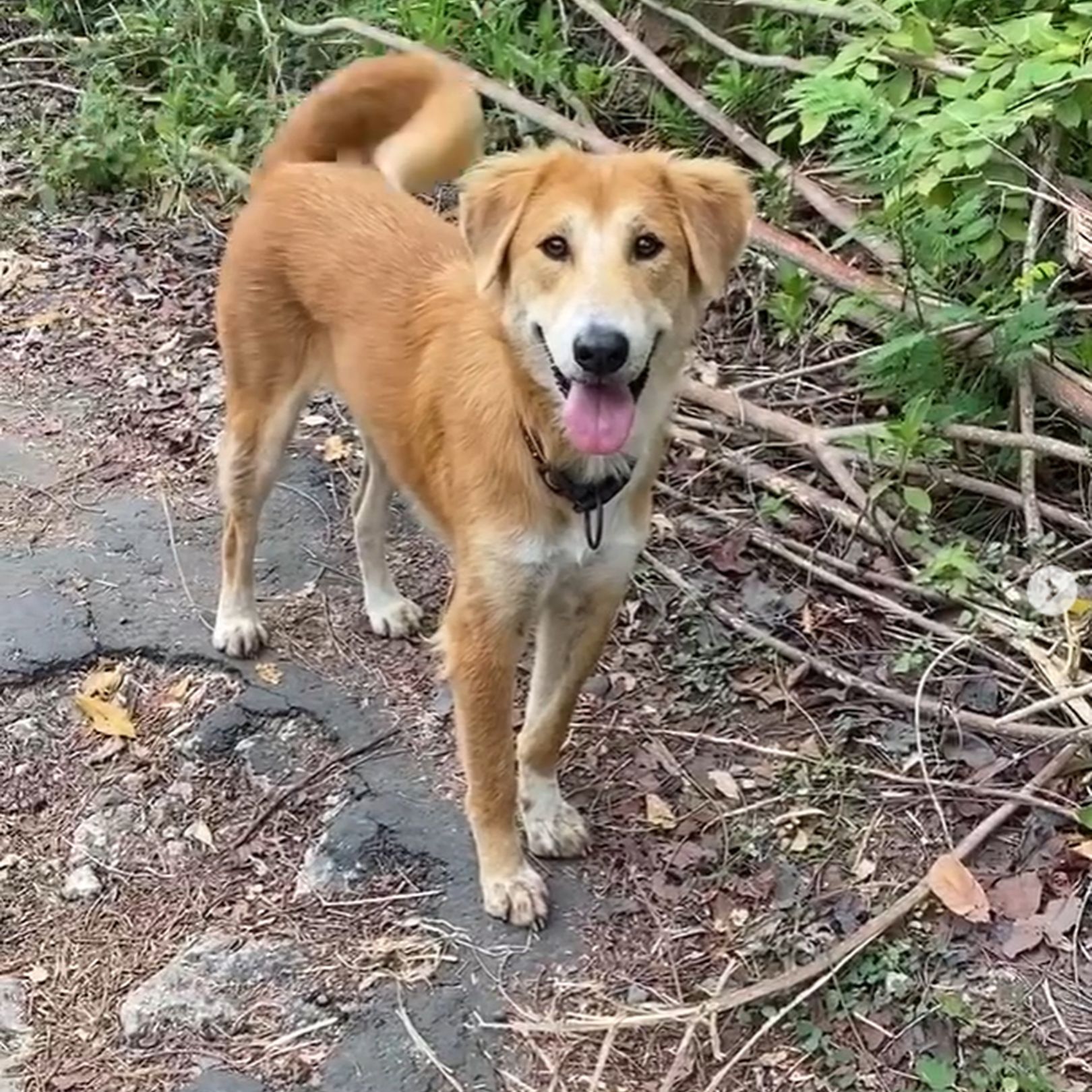 portrait of a beautiful smiling puppy