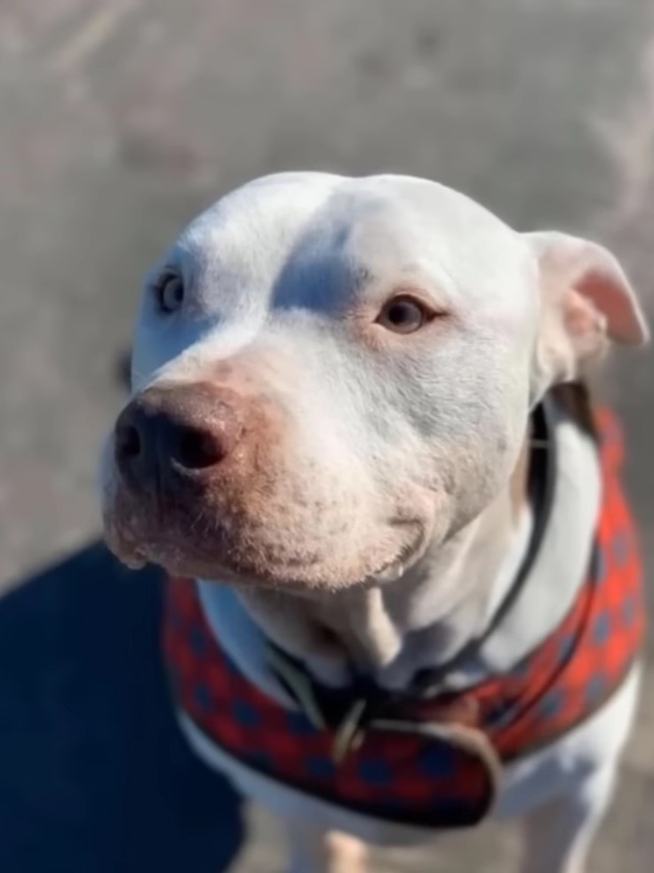 portrait of a beautiful white dog looking at the owner while painting him