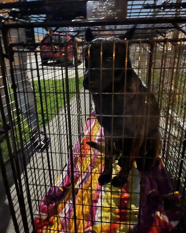 portrait of a Belgian Malinois in a cage