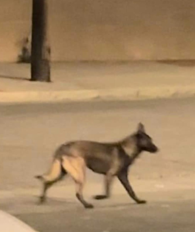 portrait of a Belgian Malinois walking down the street