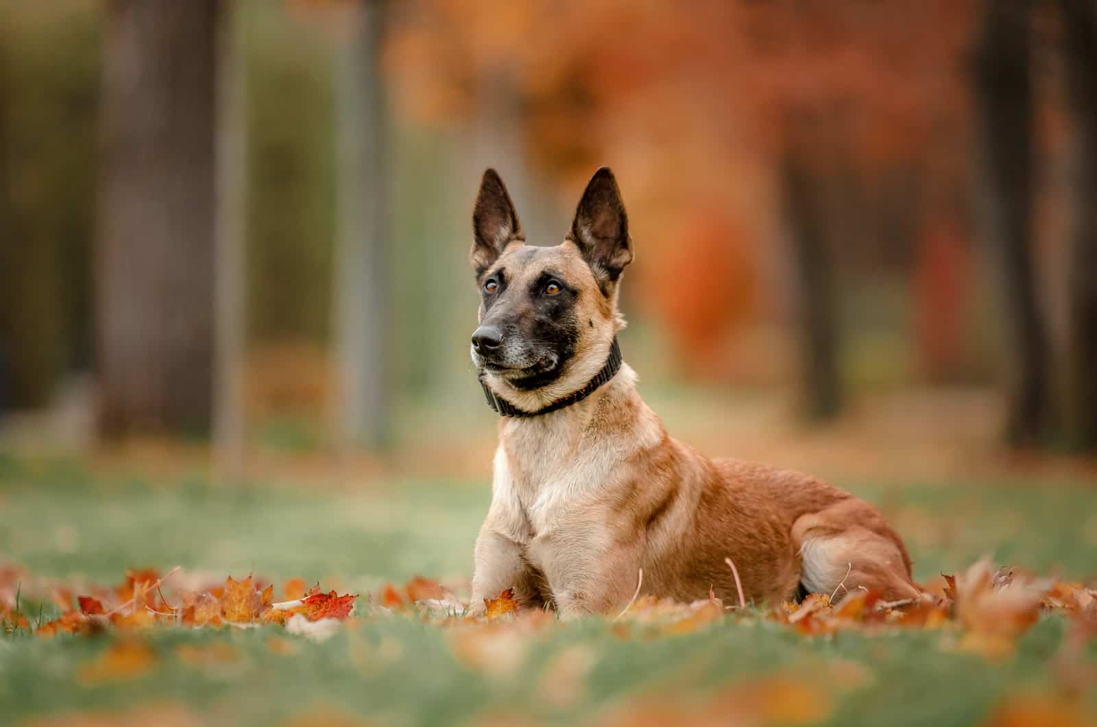 portrait of a belgian malinois