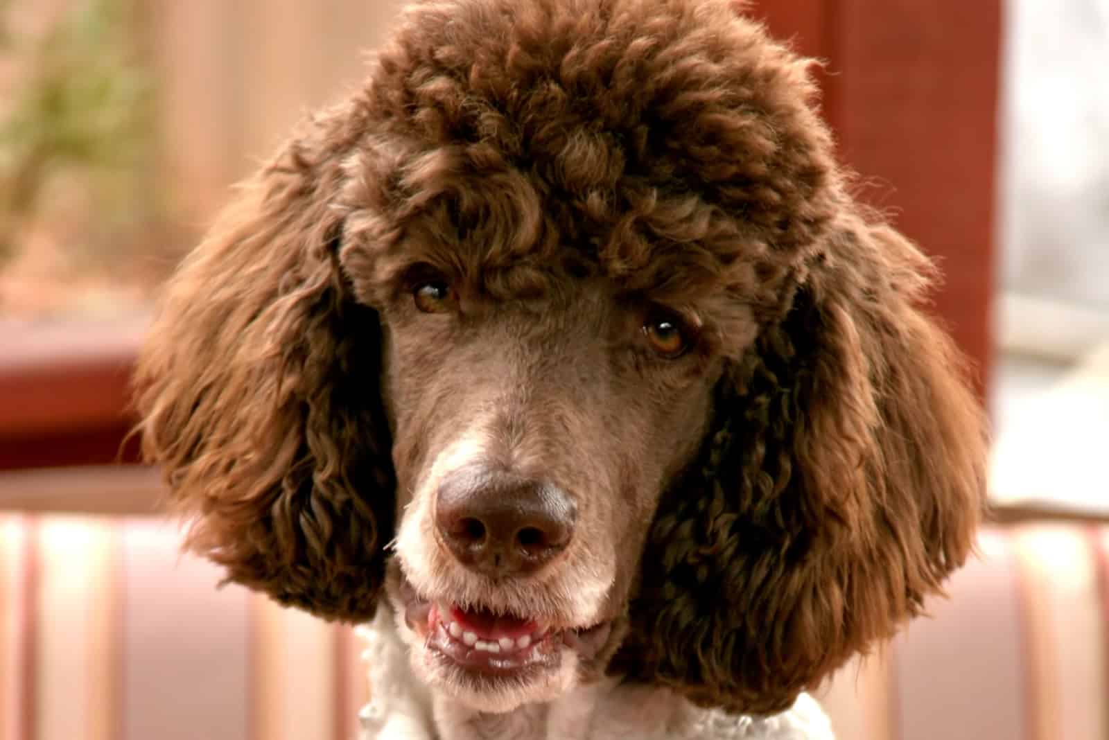 portrait of a brown-white Parti Poodle