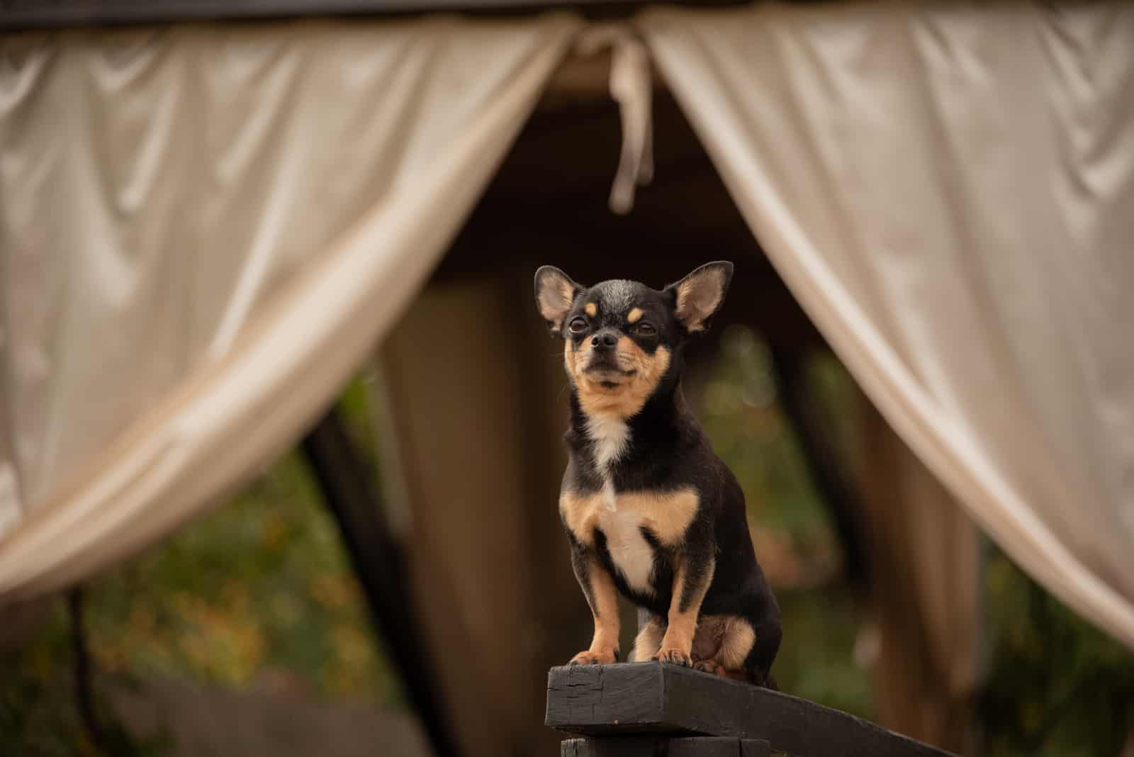 portrait of a chihuahua