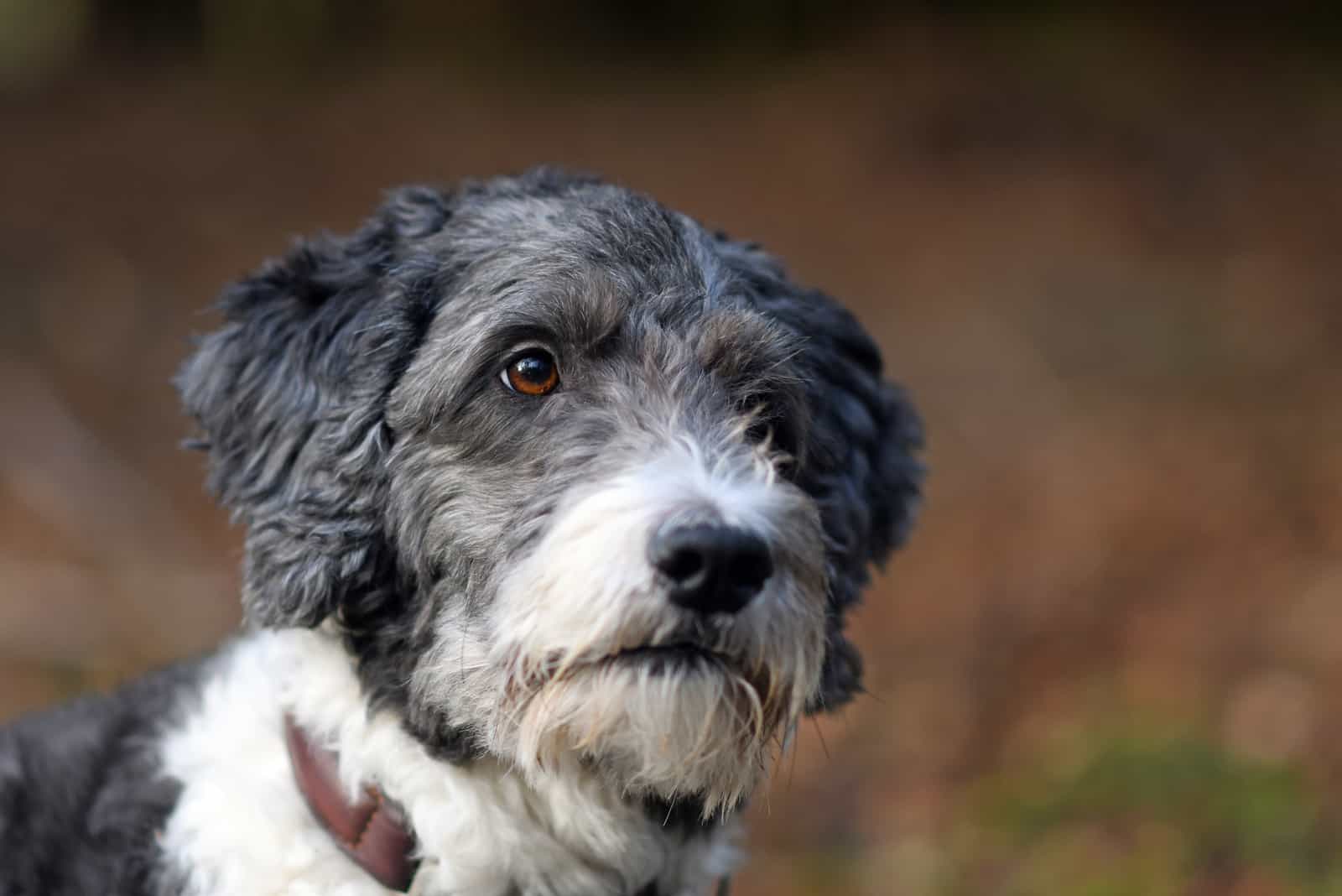 Portrait of a cute Aussiedoodle