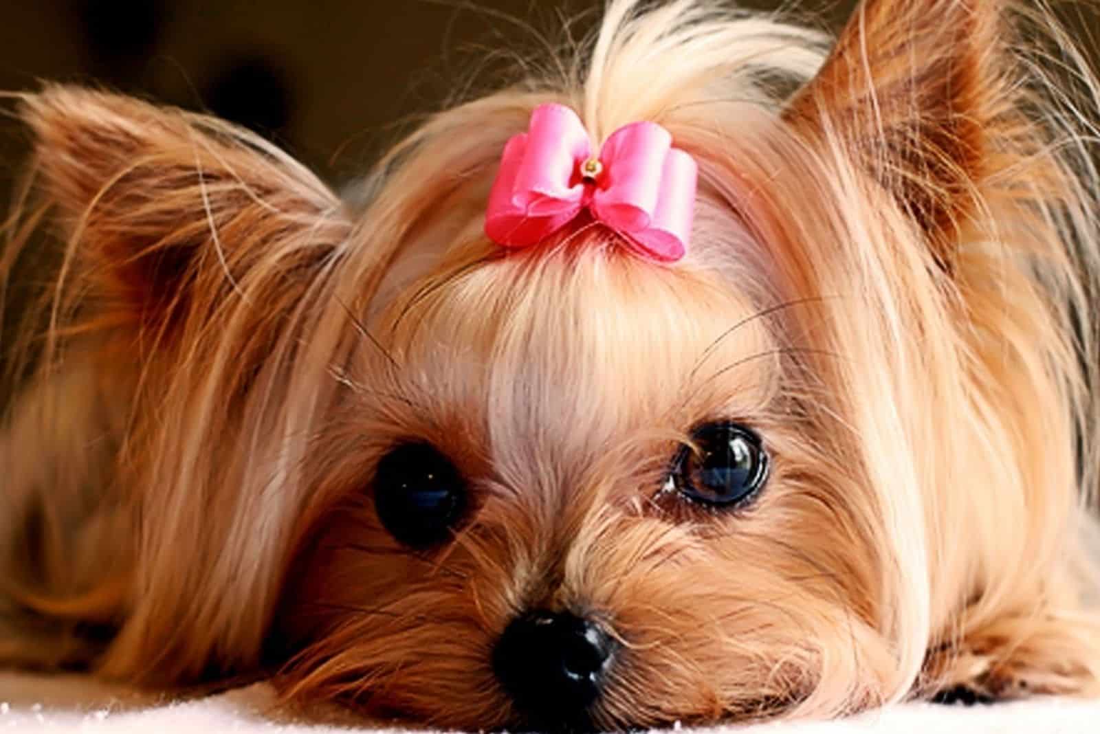 portrait of a cute female yorkie