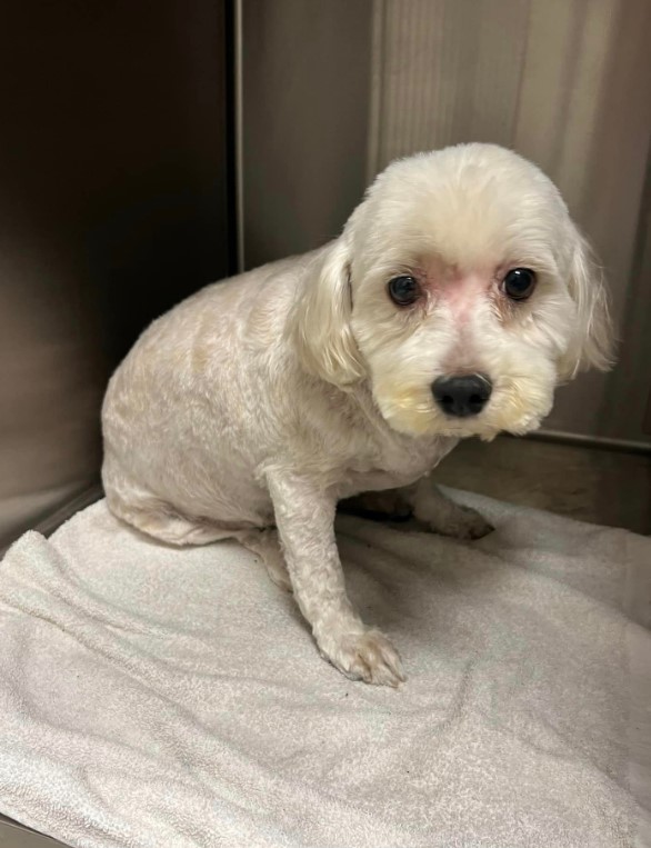 portrait of a cute groomed puppy