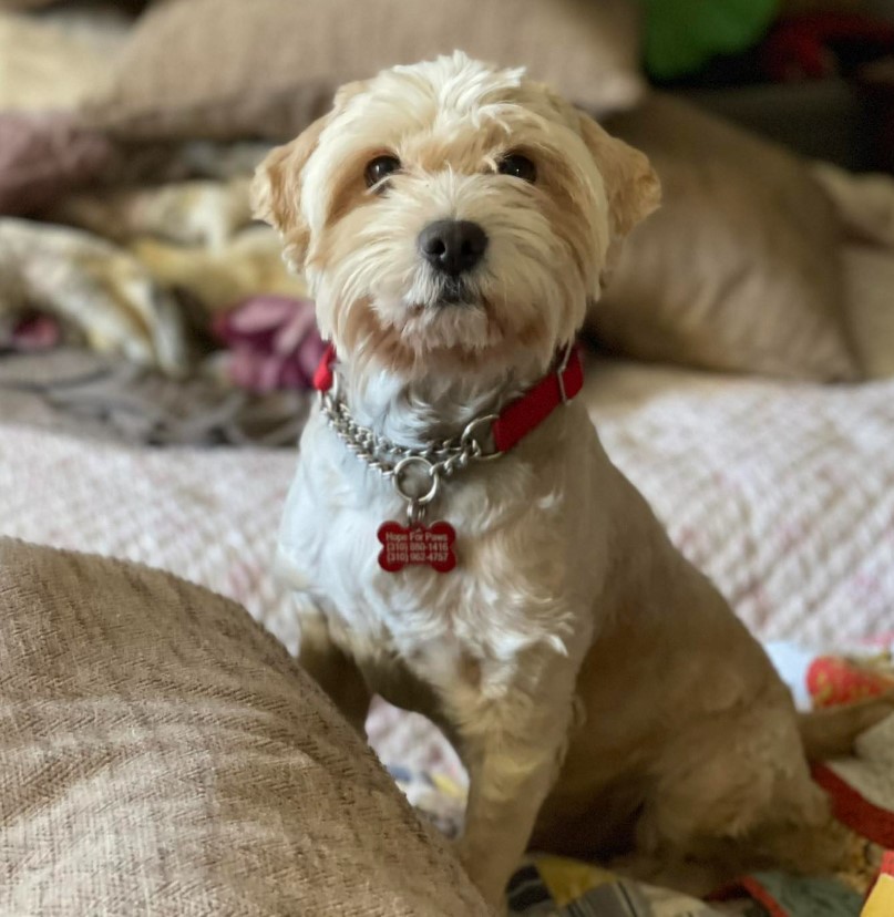 portrait of a cute poodle sitting on the bed and looking at the camera