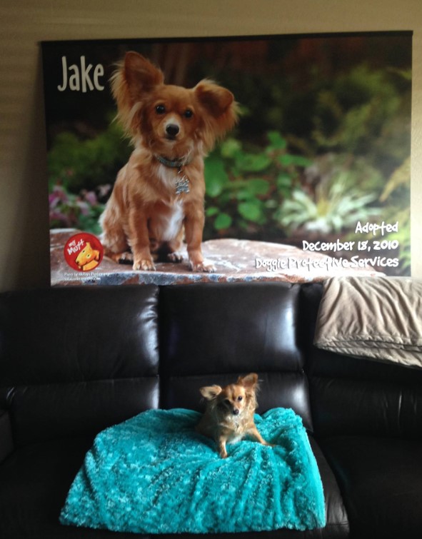 portrait of a cute puppy on a blue blanket on a leather couch