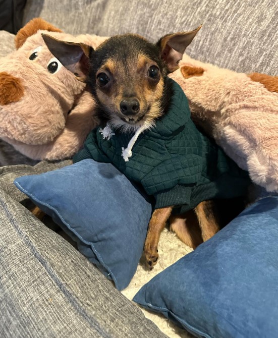 portrait of a disabled puppy dressed in his hoodie