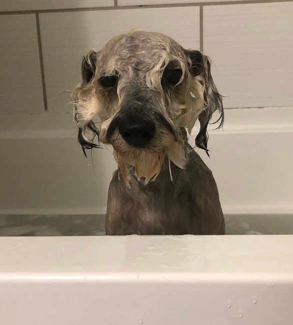 portrait of a dog bathing in a bathtub