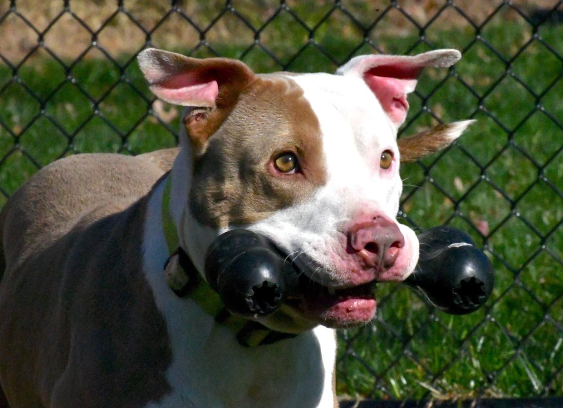 portrait of a dog holding a toy bone in its mouth