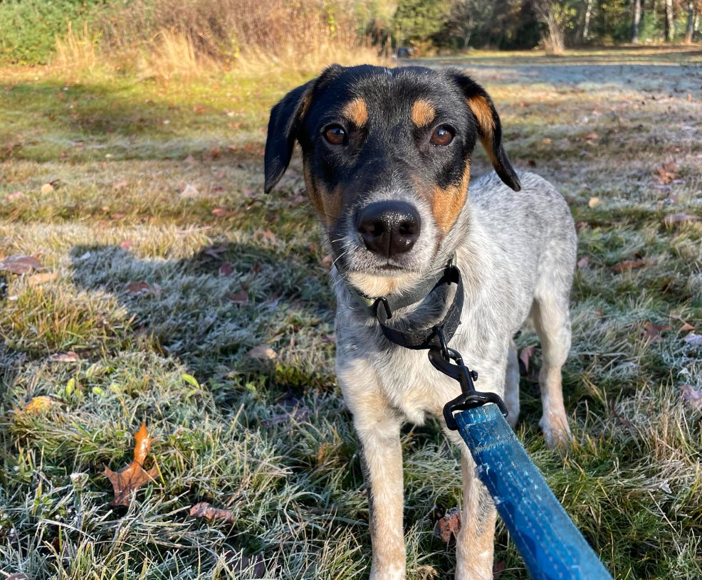 portrait of a dog in a field with a blue leash