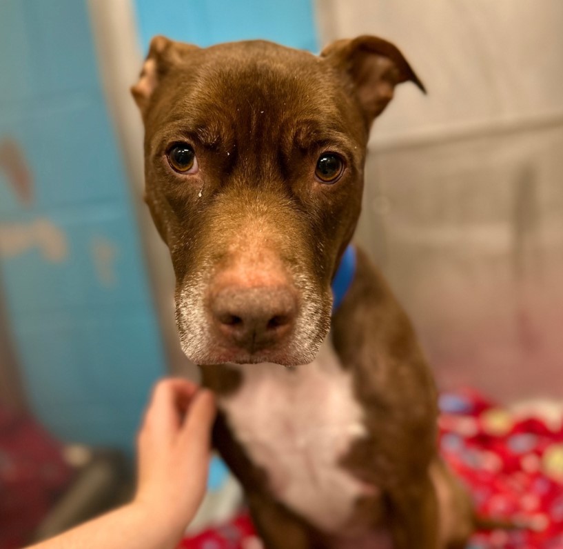 portrait of a dog looking at the camera while a woman is petting him